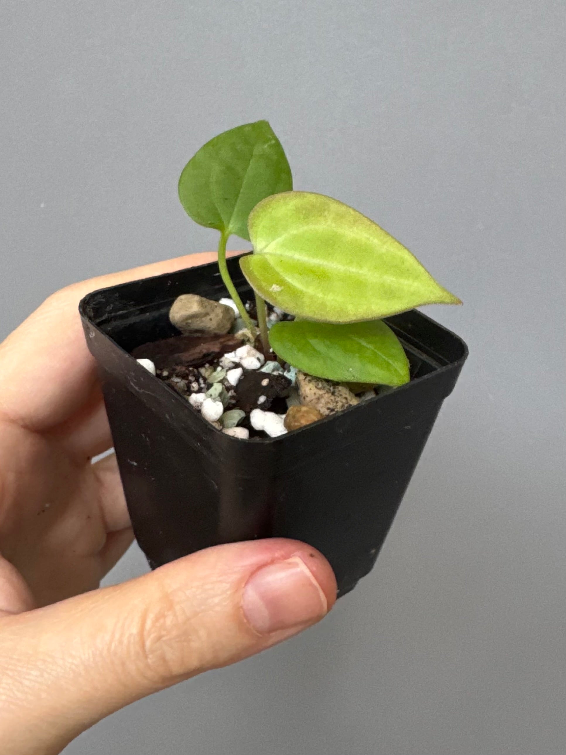 Anthurium BVEP ‘Laila’ x AOS df Tezula