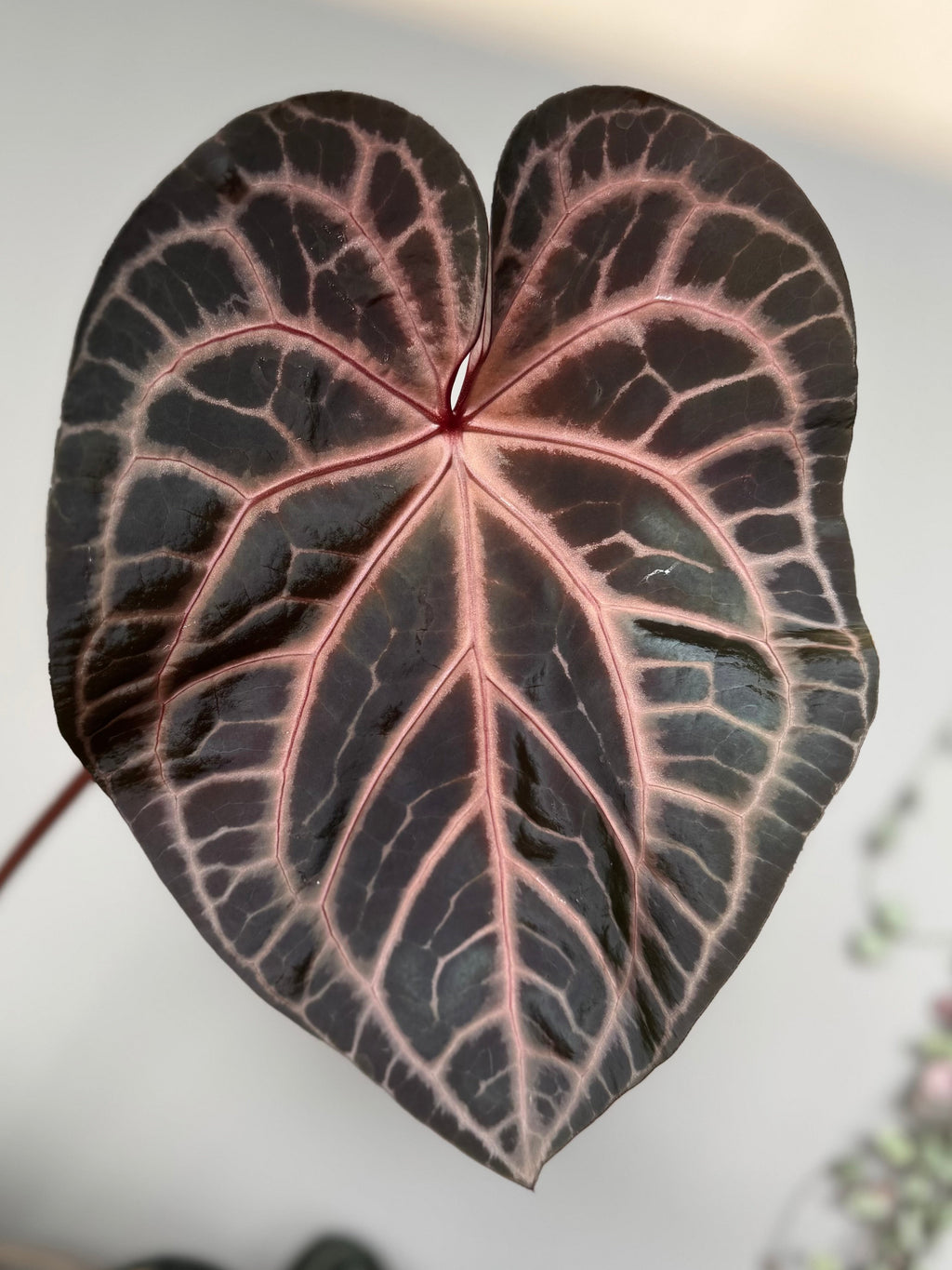 Anthurium Crystallinum Select Color x Michelle