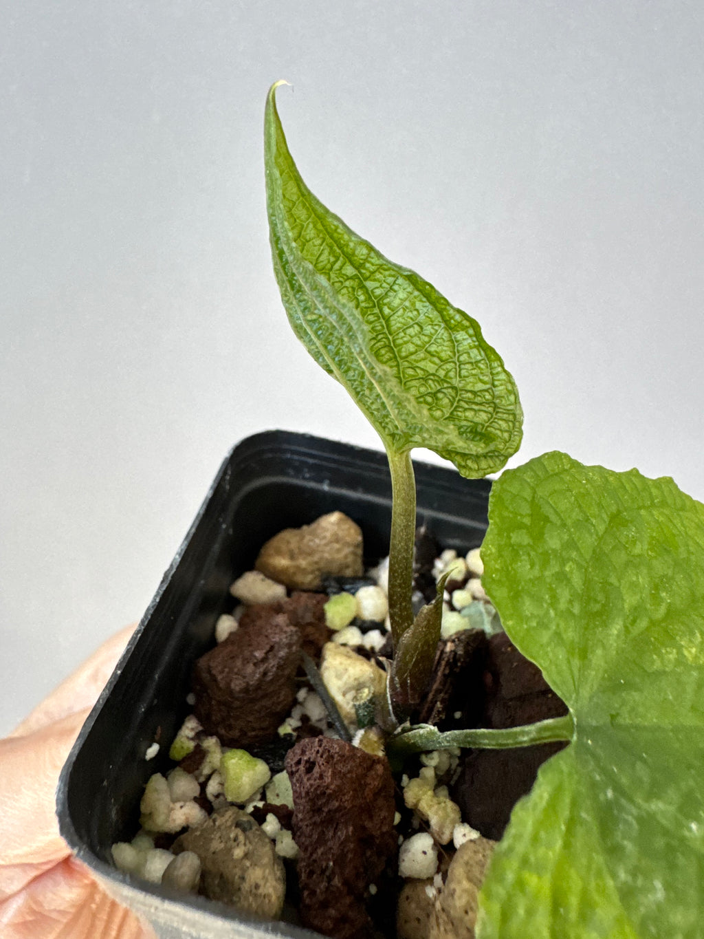 Anthurium clidemioides