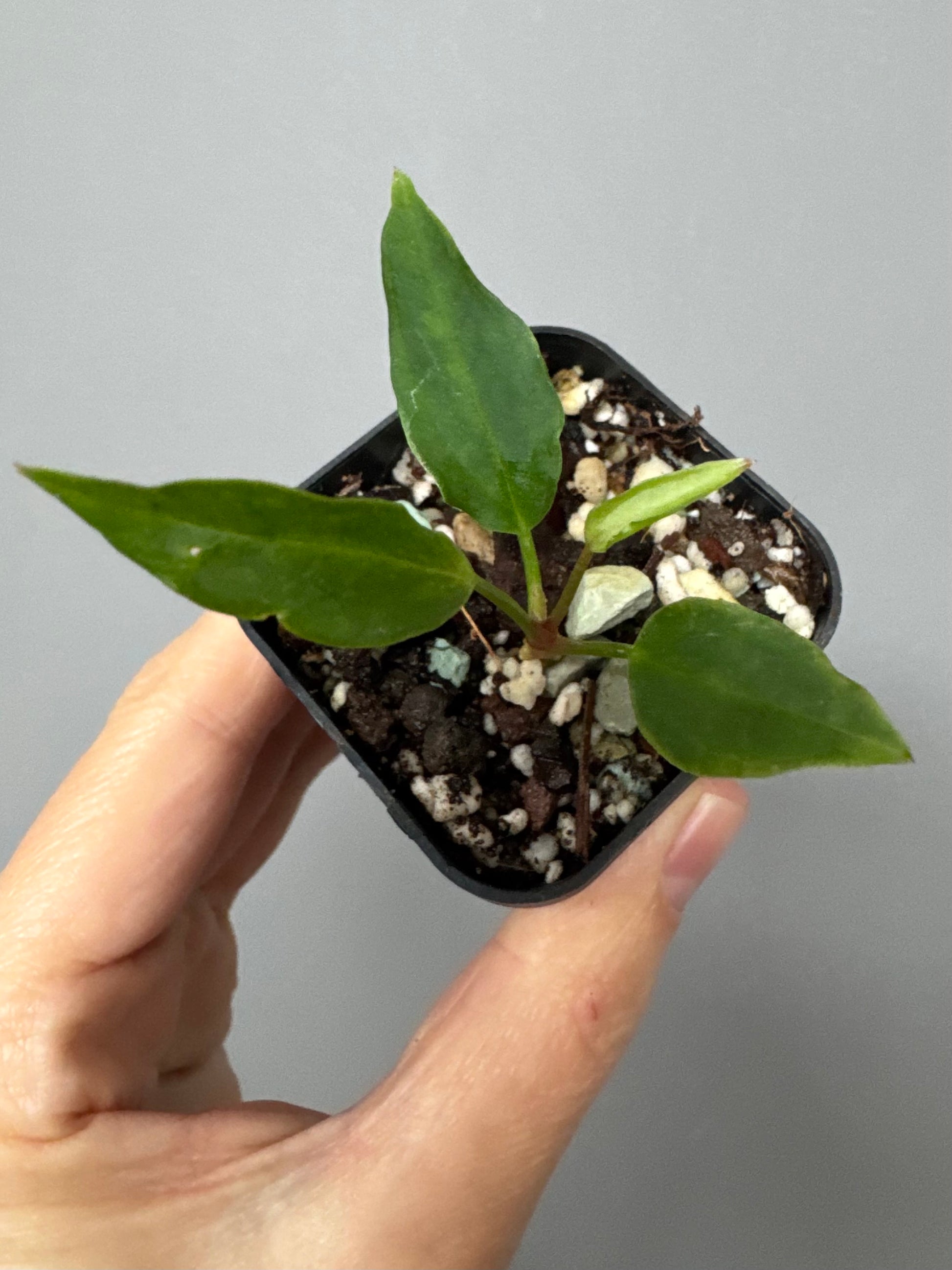 Anthurium ((magnificum x crystallinum) x NoID) X Papillilaminum - Mutation 2