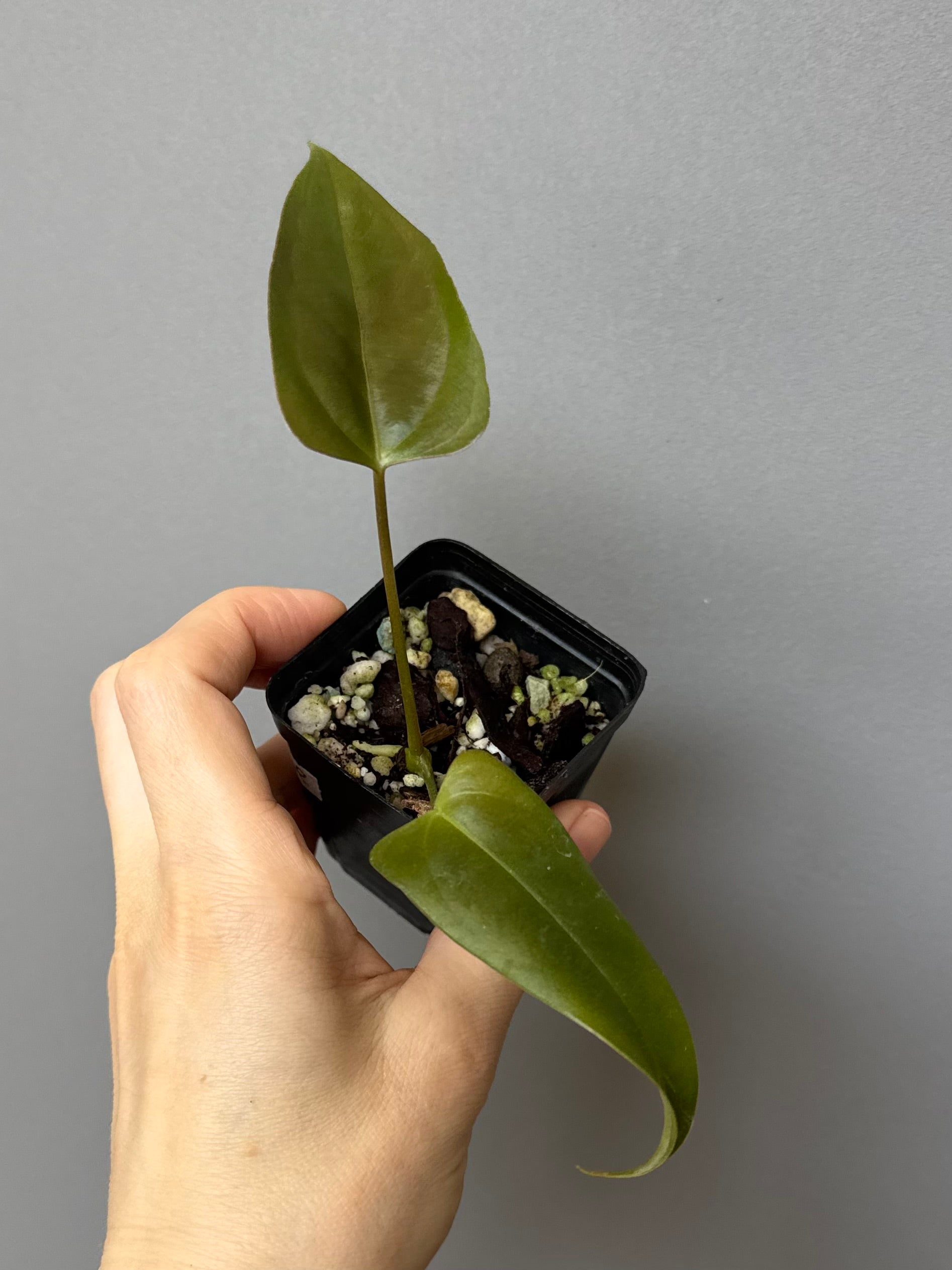 Anthurium Subsignatum x papillilaminum ‚Marie‘