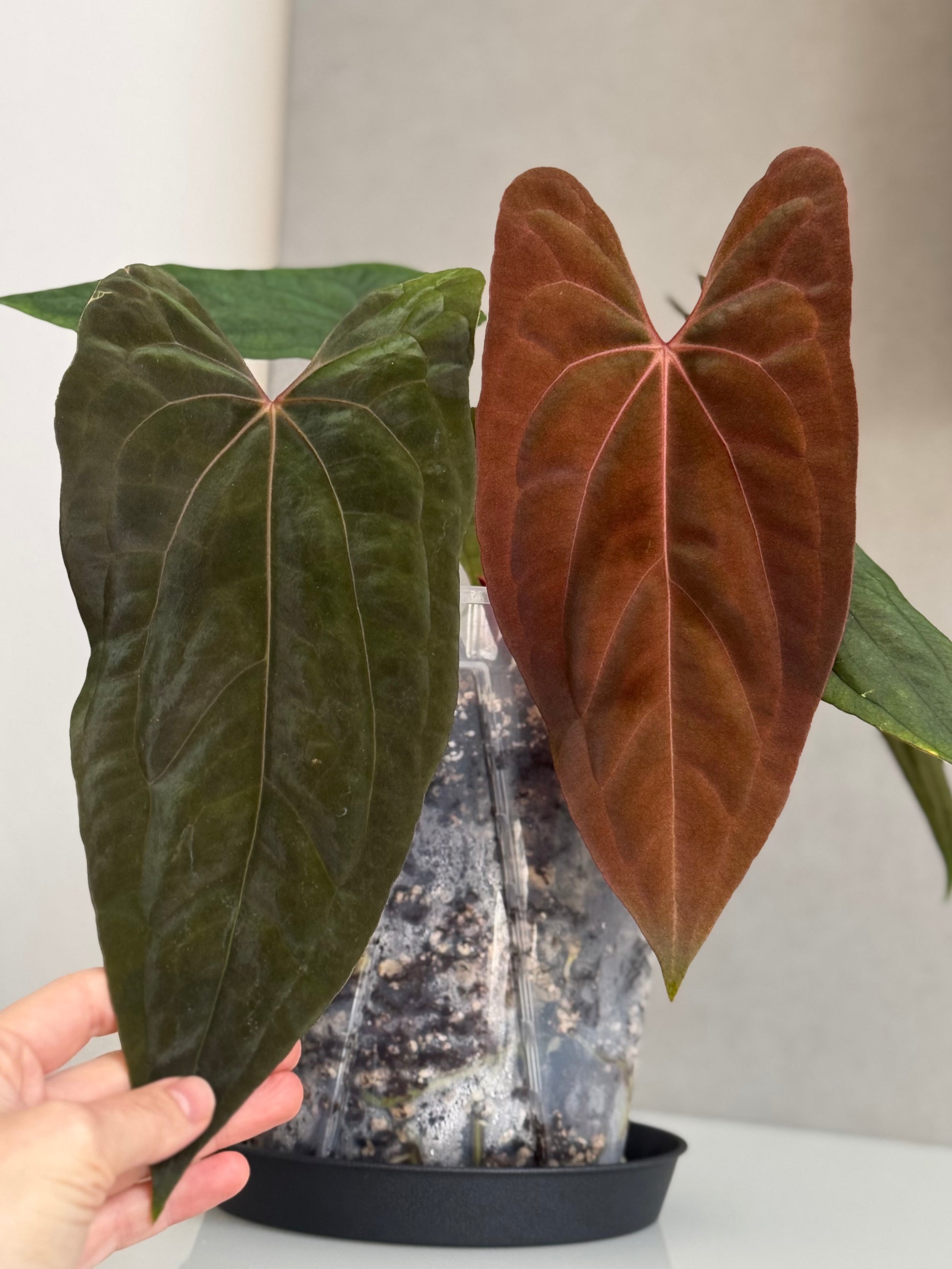 Anthurium papillilaminum Fort Sherman x RVDP (FSxRVDP)