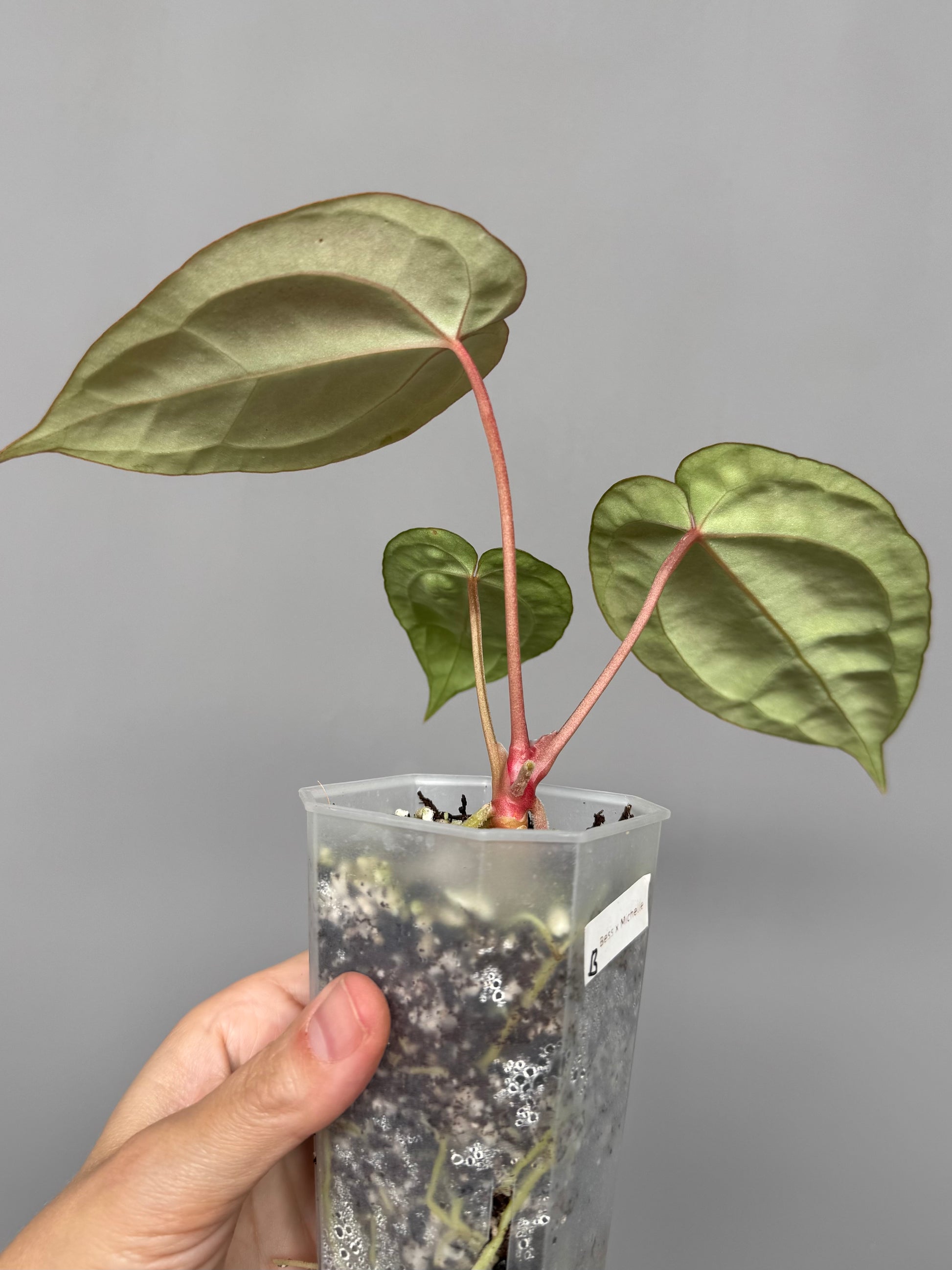 Anthurium Besseae aff. x M - Plant B