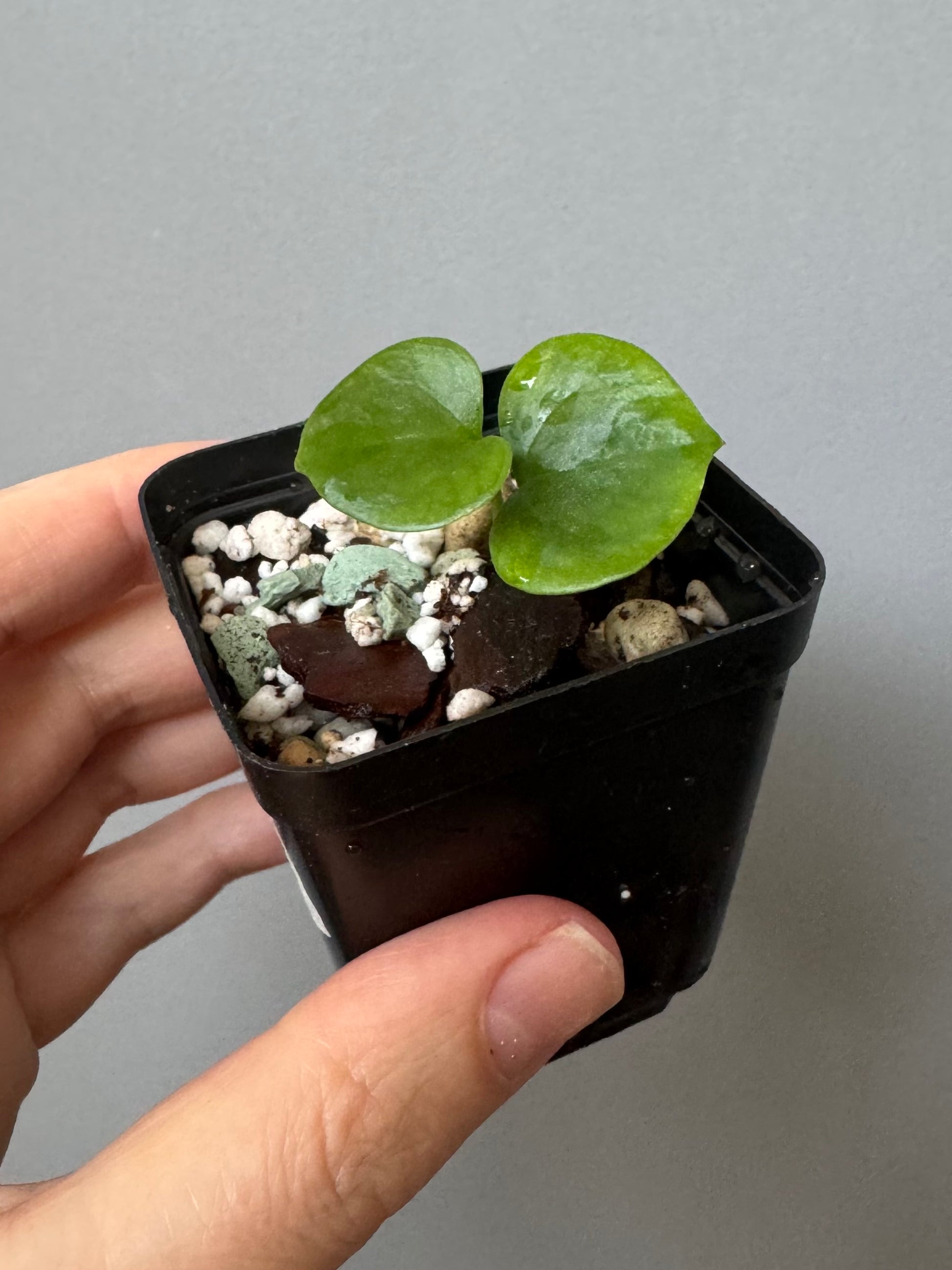Anthurium ((Midnight Velvet x Red Studd) x NSE CarlaX) x diabloense (seedling #1)