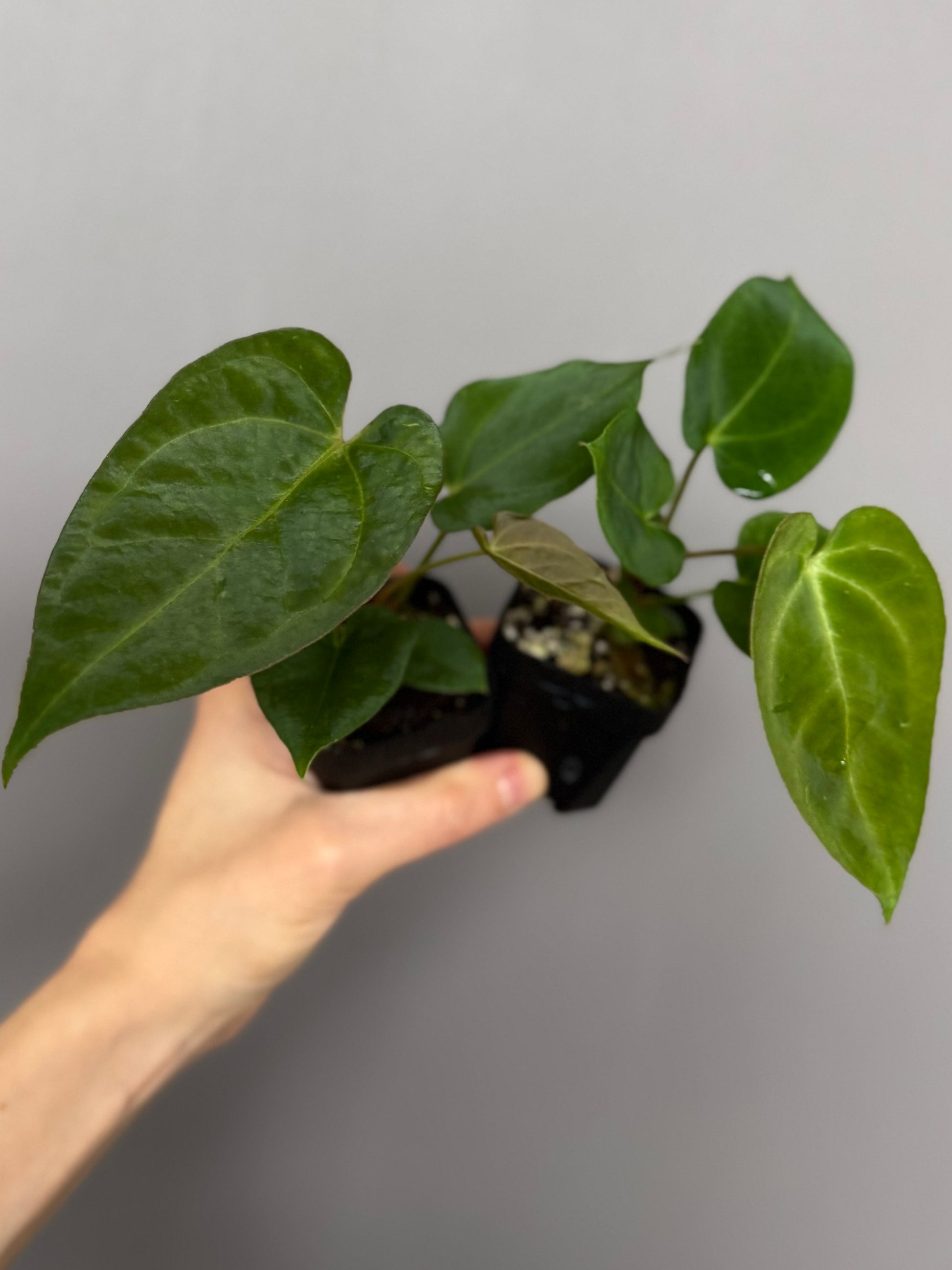 Anthurium ((Magnificum x crystallinum) x NoID) X Papillilaminum