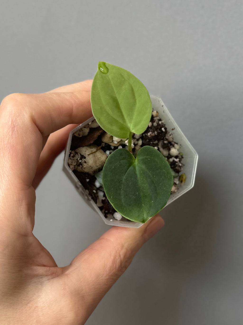 Anthurium BVEP round x RA1 ,P1’ x (Carlablackiae x BVEP) by greenyfeathers