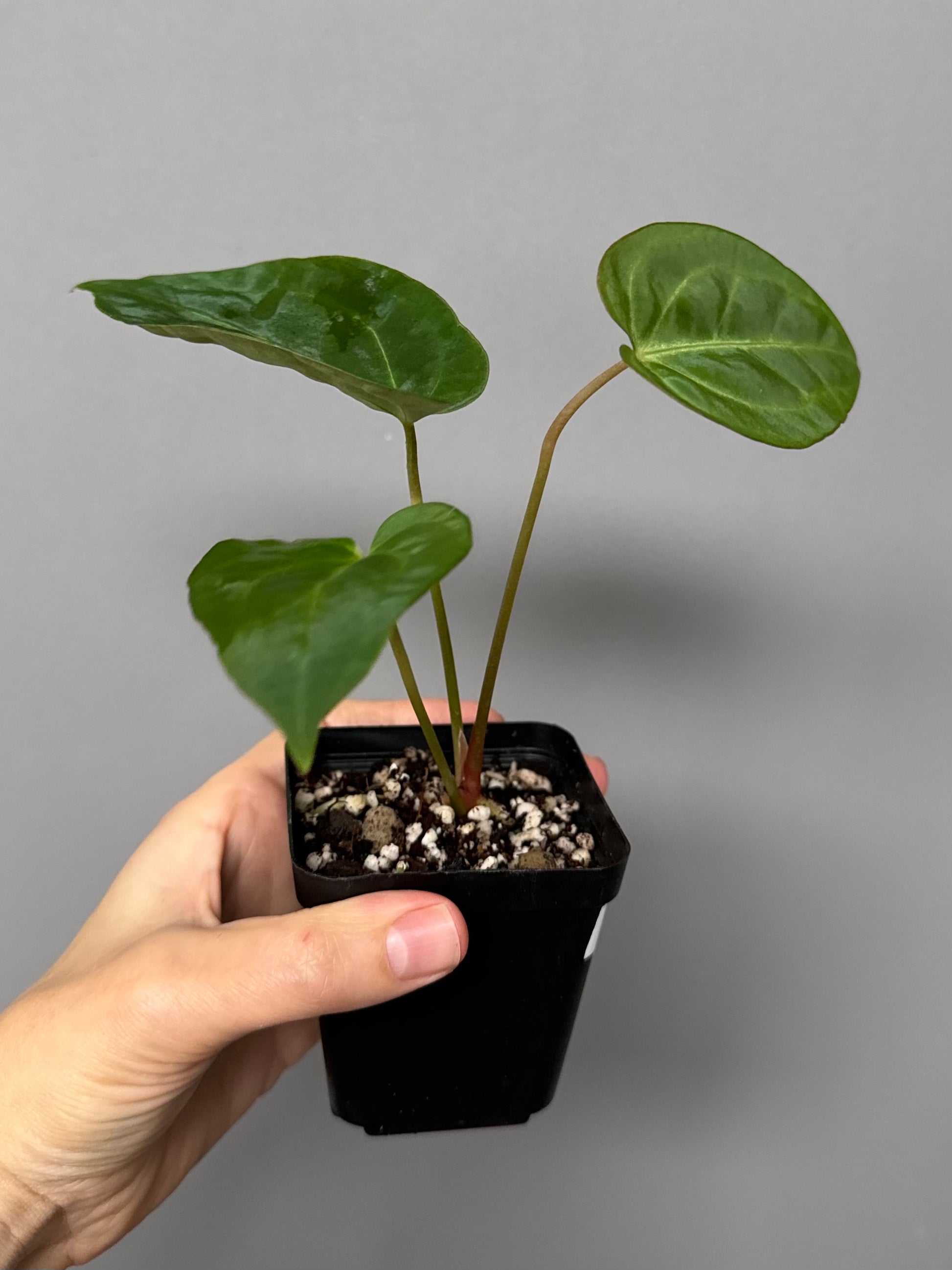 Anthurium magnificum x besseae aff.