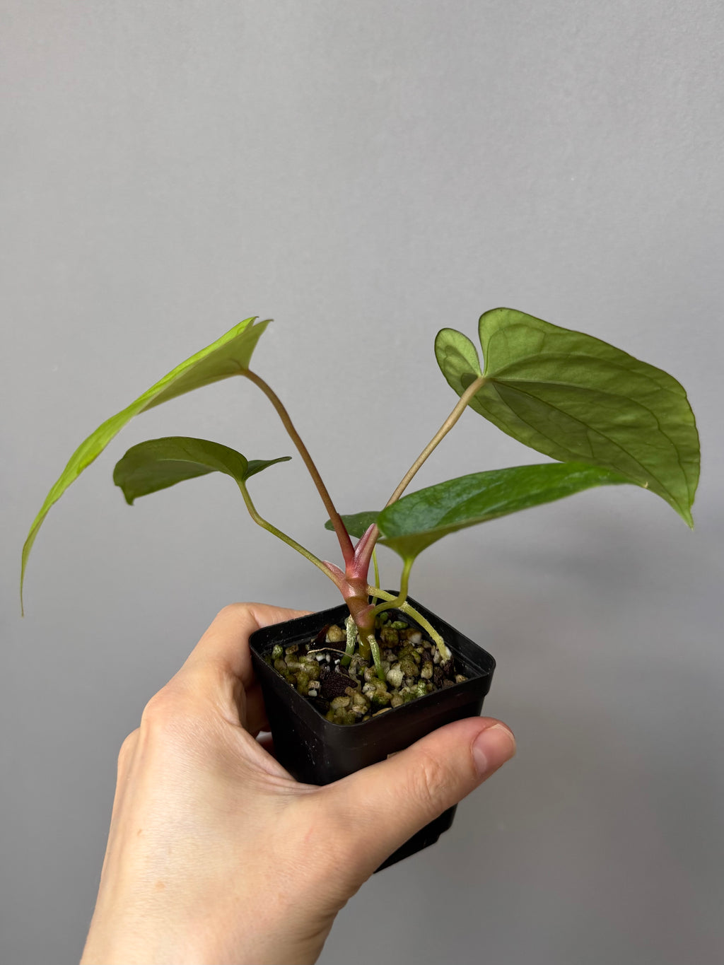 Anthurium (BVEP x portillae ‚Dorito‘) X papillilaminum H1 (by 4aroids)