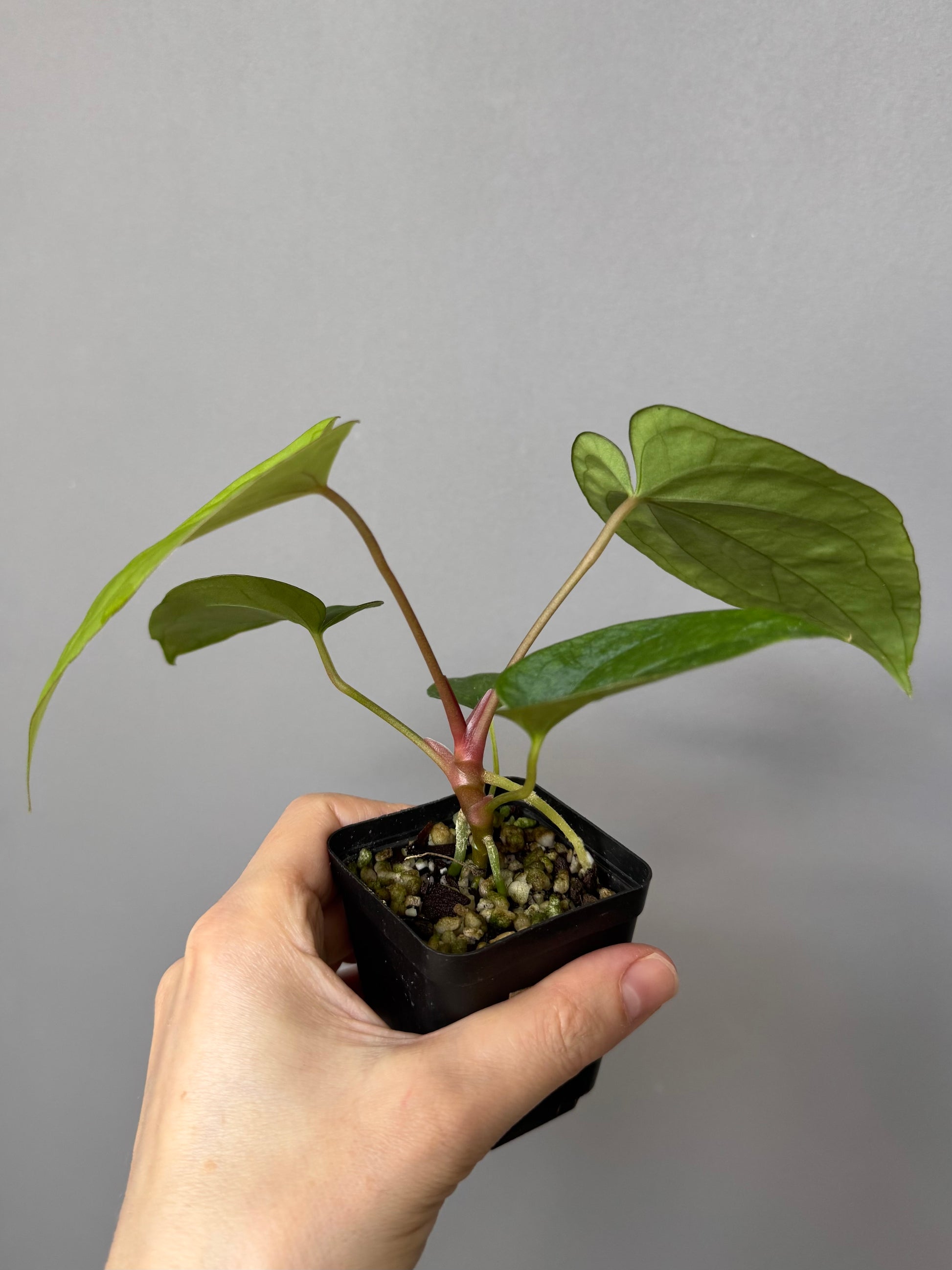 Anthurium (BVEP x portillae ‚Dorito‘) X papillilaminum H1 (by 4aroids)