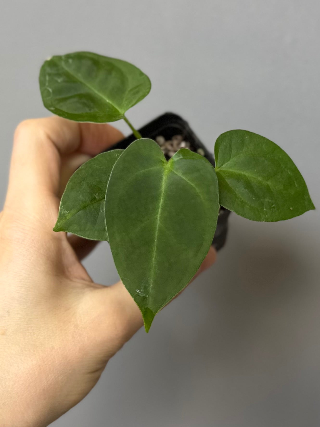 Anthurium (MagCrystal x NoID) x Papillilaminum