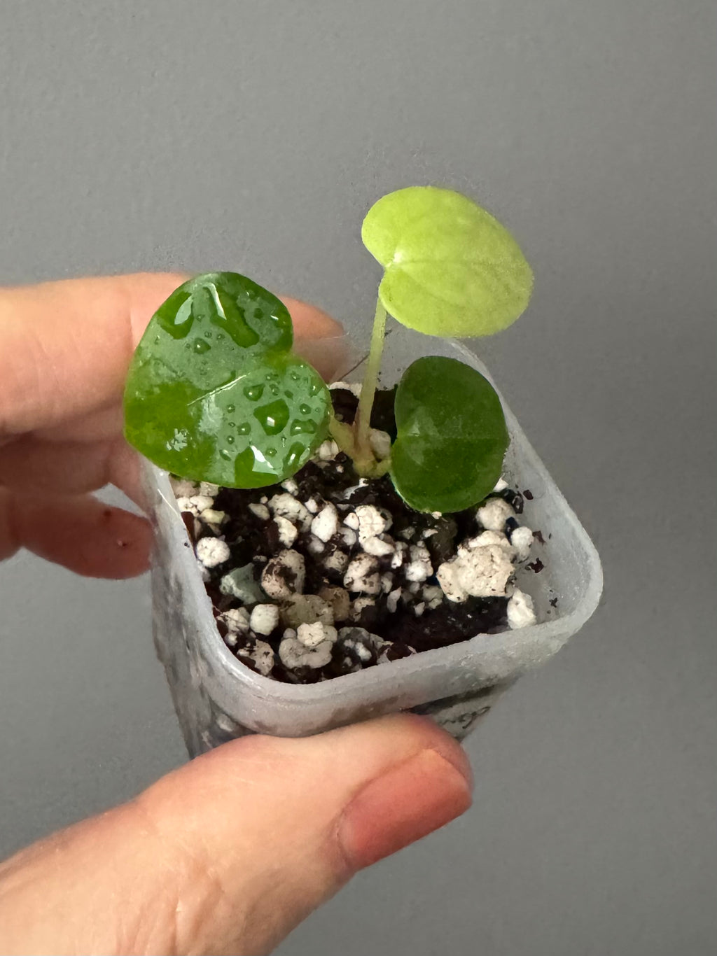 Anthurium (NoID x Papi Indo #2) x  (NoID x Papi Indo #1)