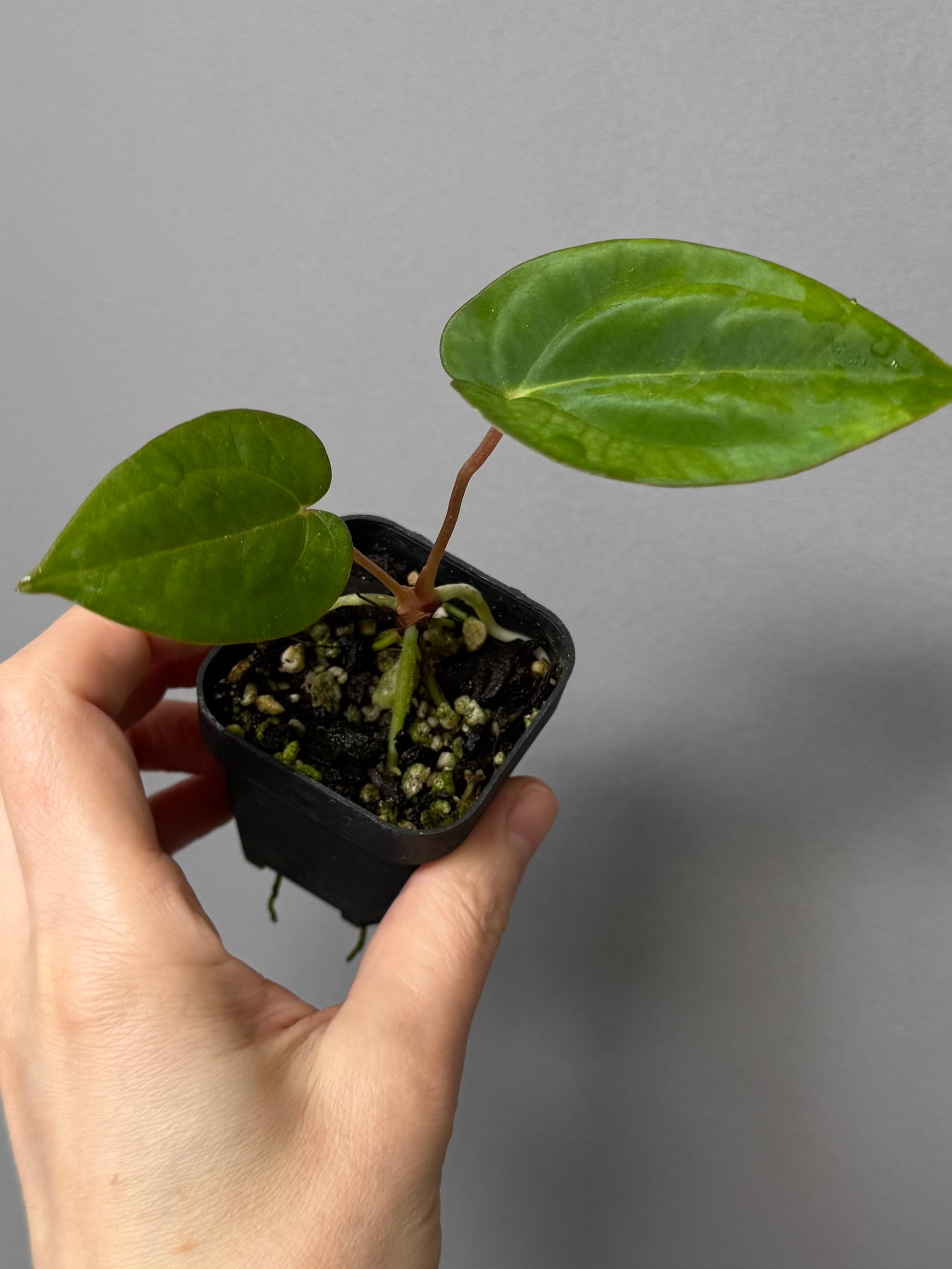 Anthurium papillilaminum x papillilaminum