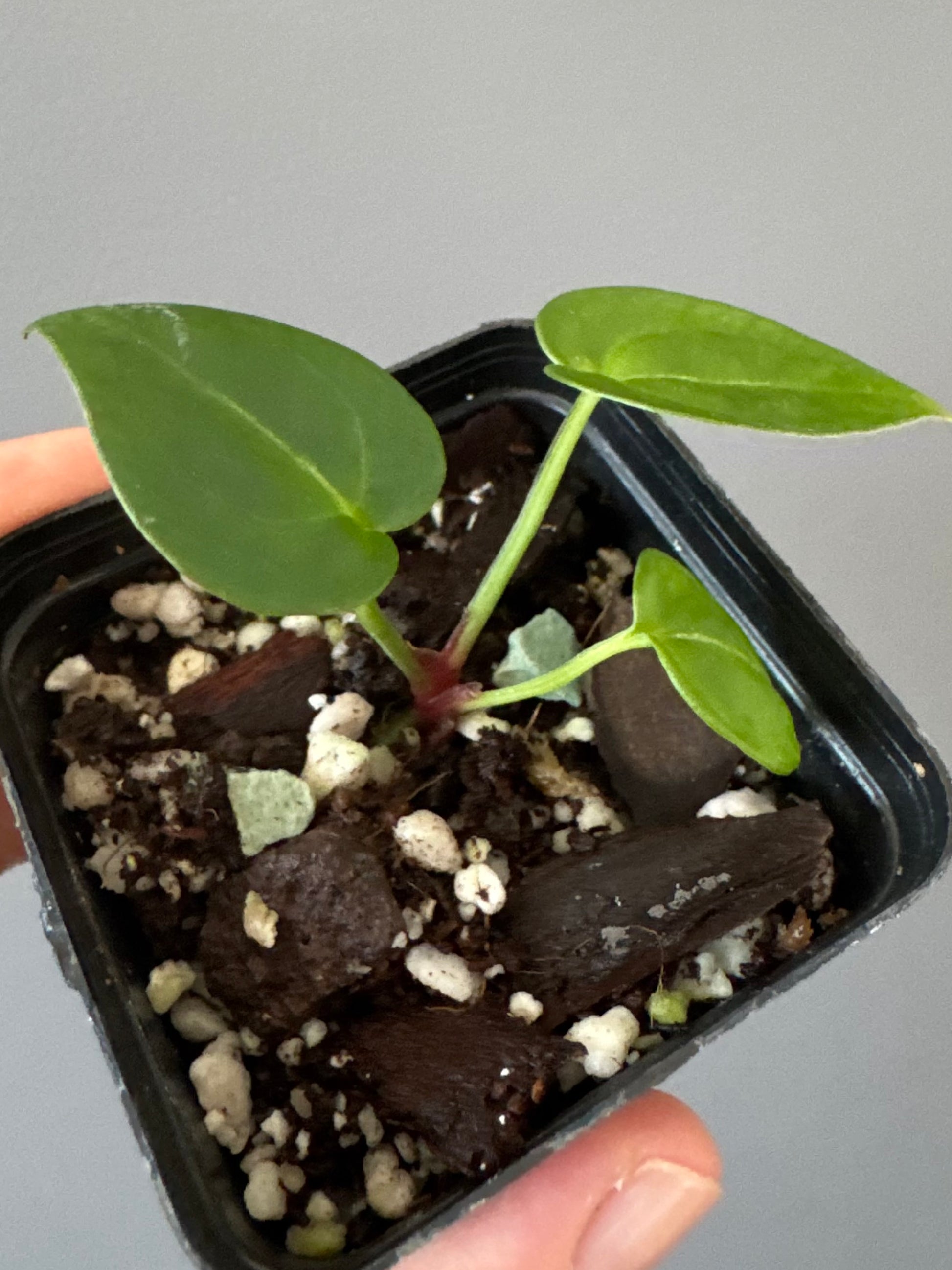Anthurium crystallinumX