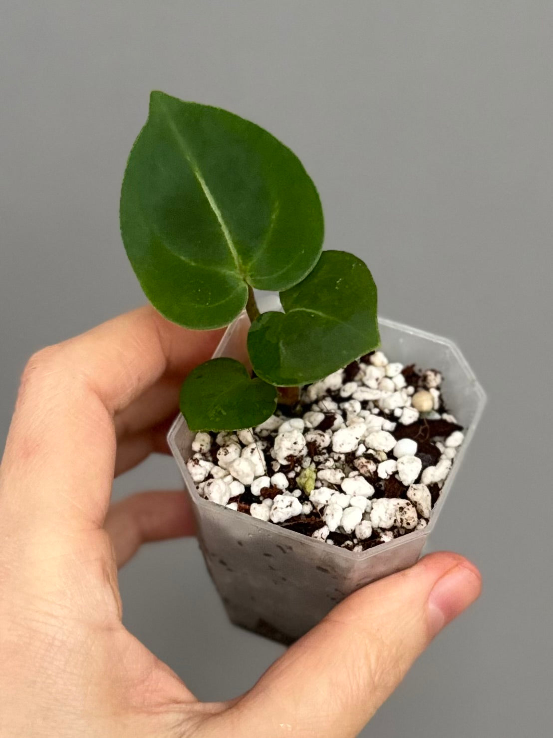 Anthurium (ZxM) x  (NSE Red Crystallinum x Carlablackiae)