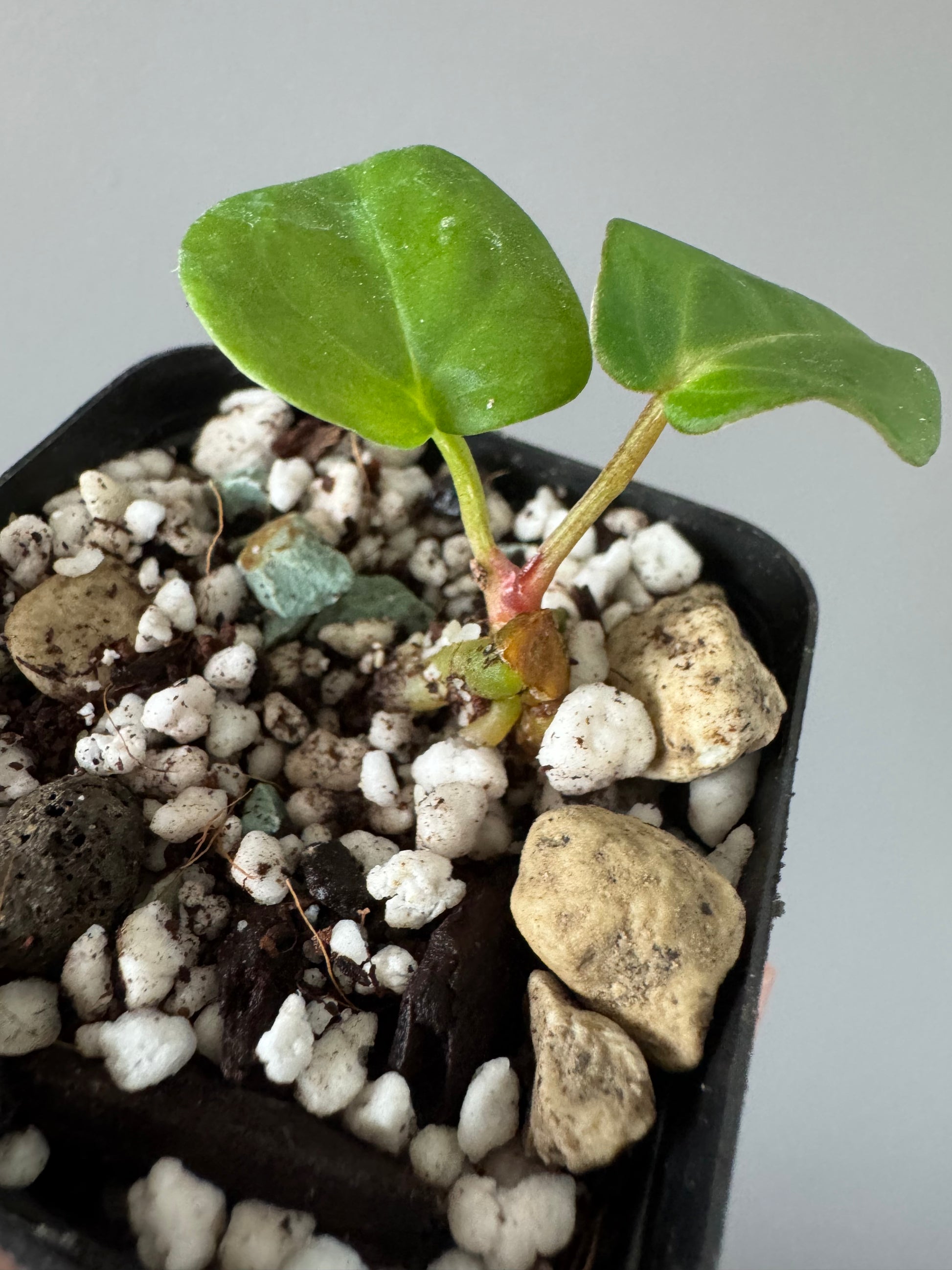 Anthurium Carlablackiae RA5x10 x open