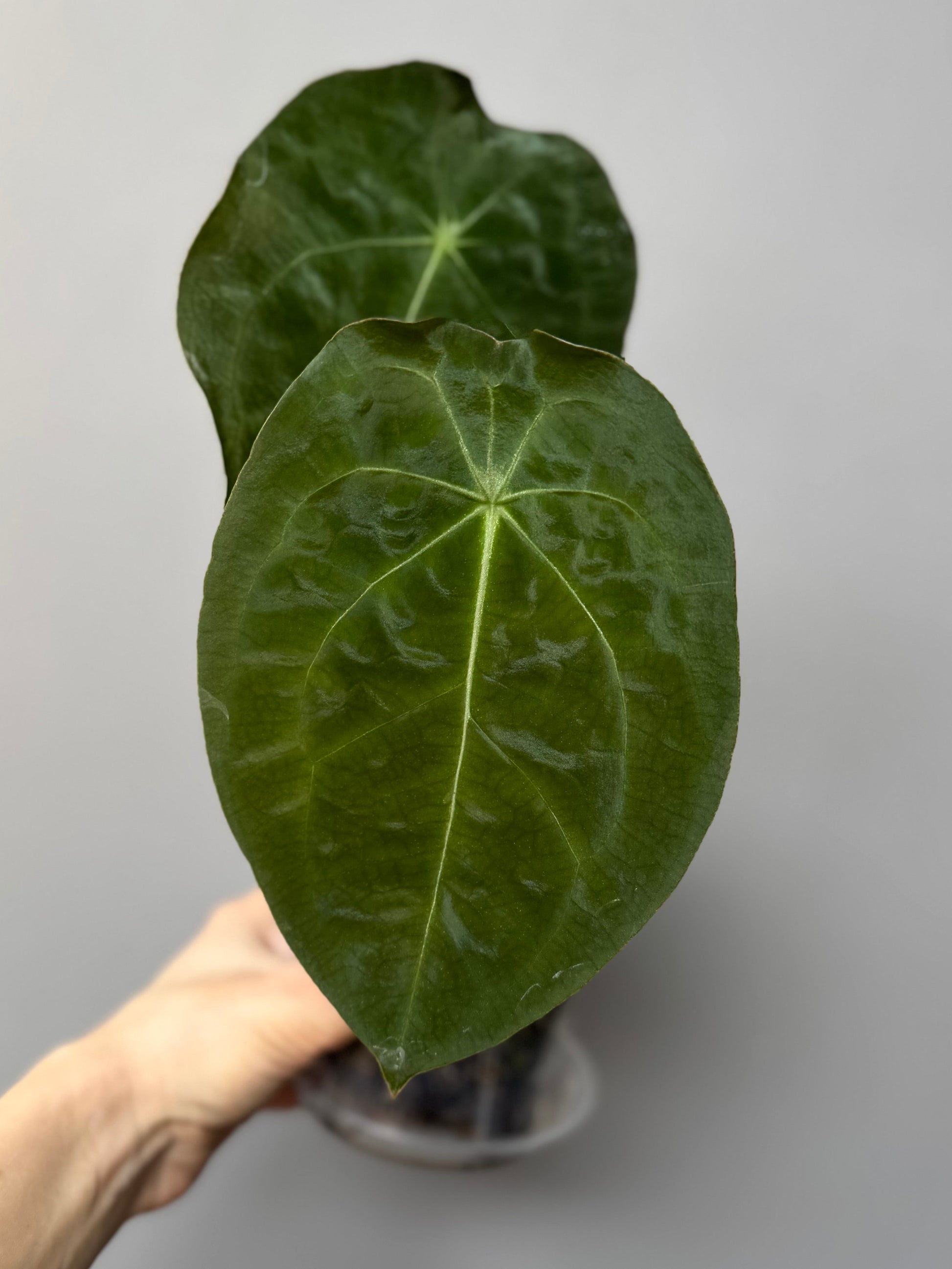 Anthurium forgetii df x papillilaminumX (by formundflora)