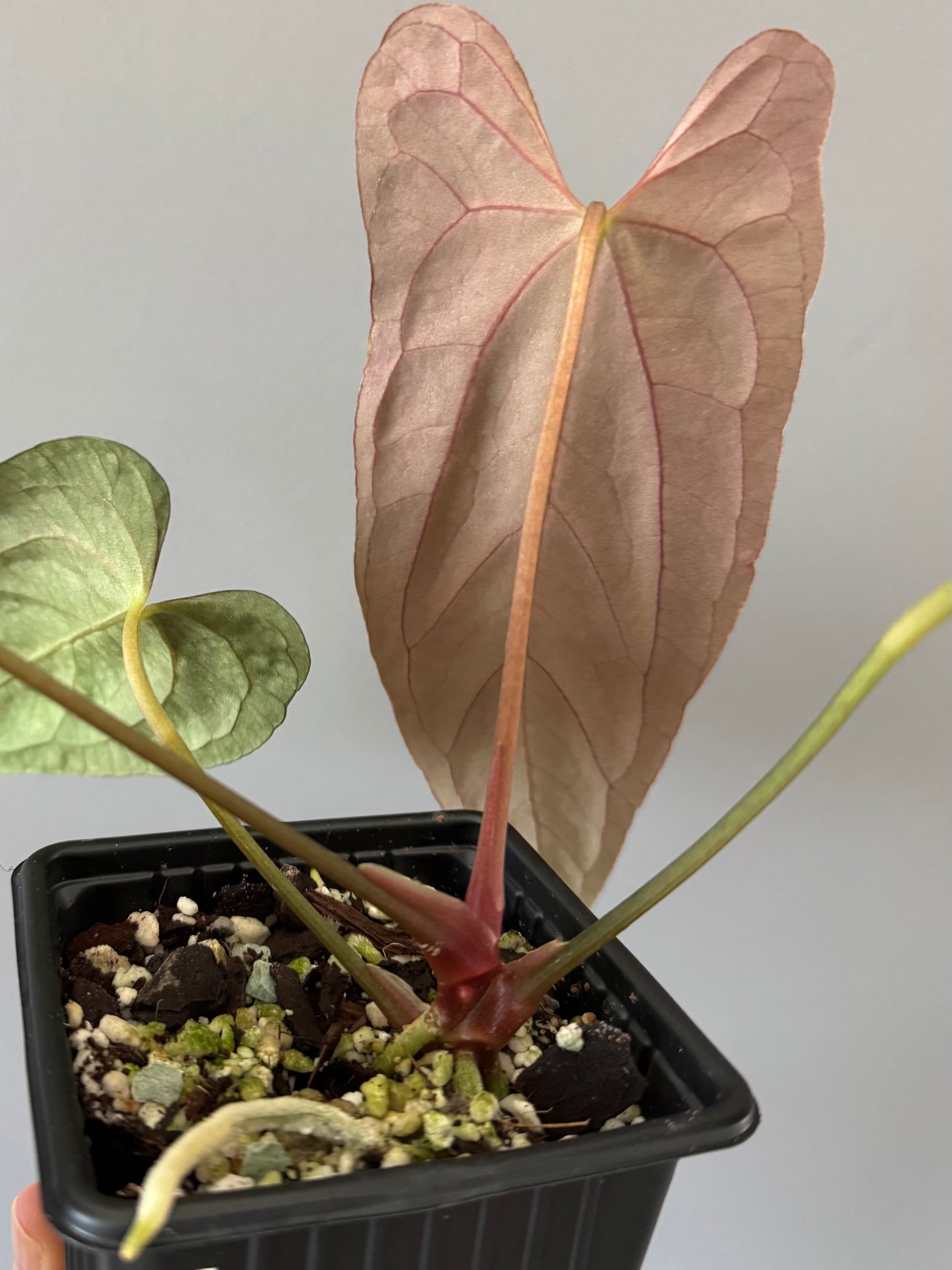 Anthurium papillilaminum ‚Fort Sherman‘ Klon