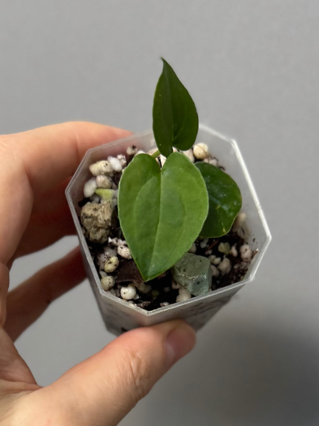 Midnight Velvet ‚Deep Ruby‘ clone