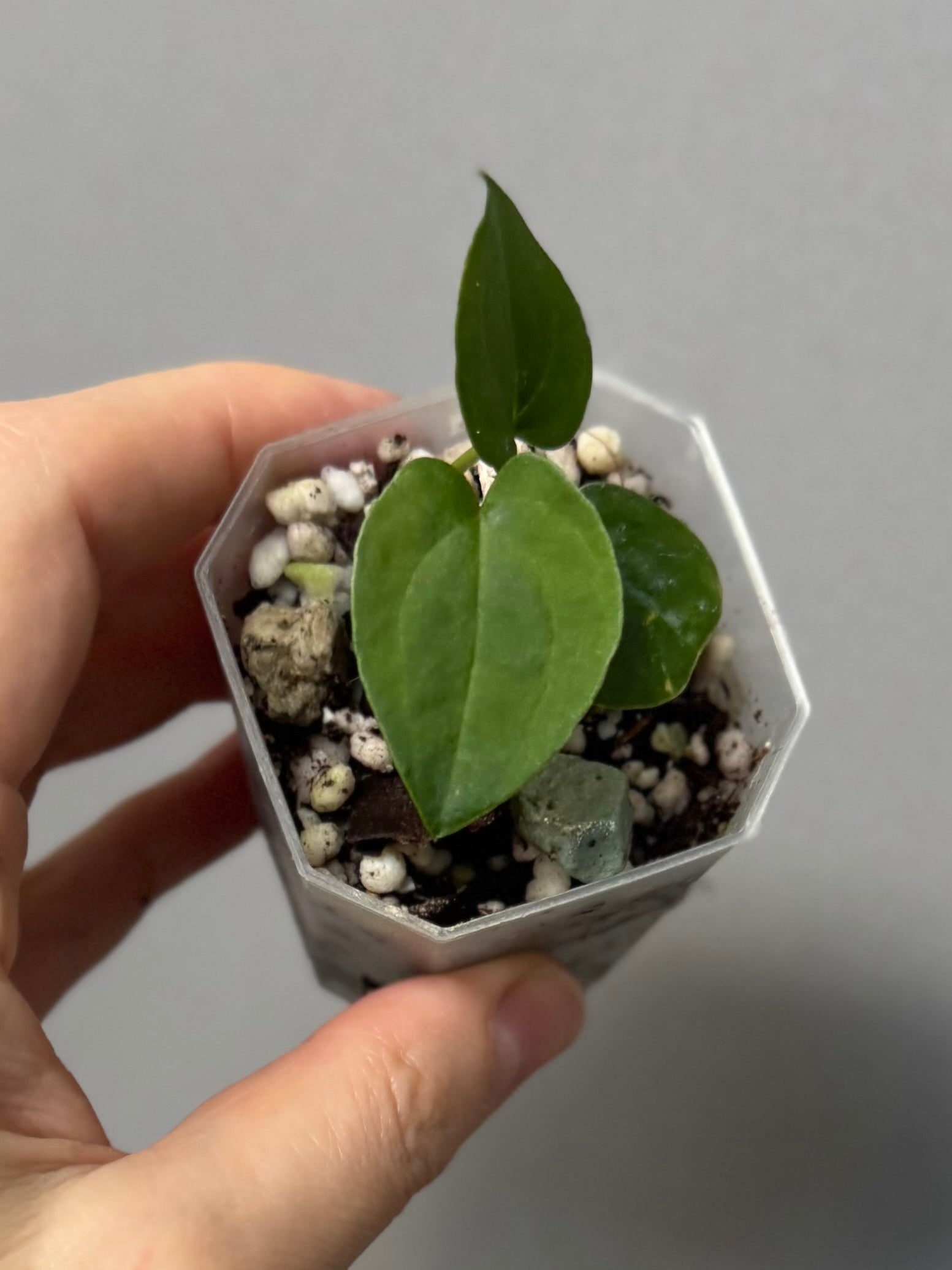 Midnight Velvet ‚Deep Ruby‘ clone