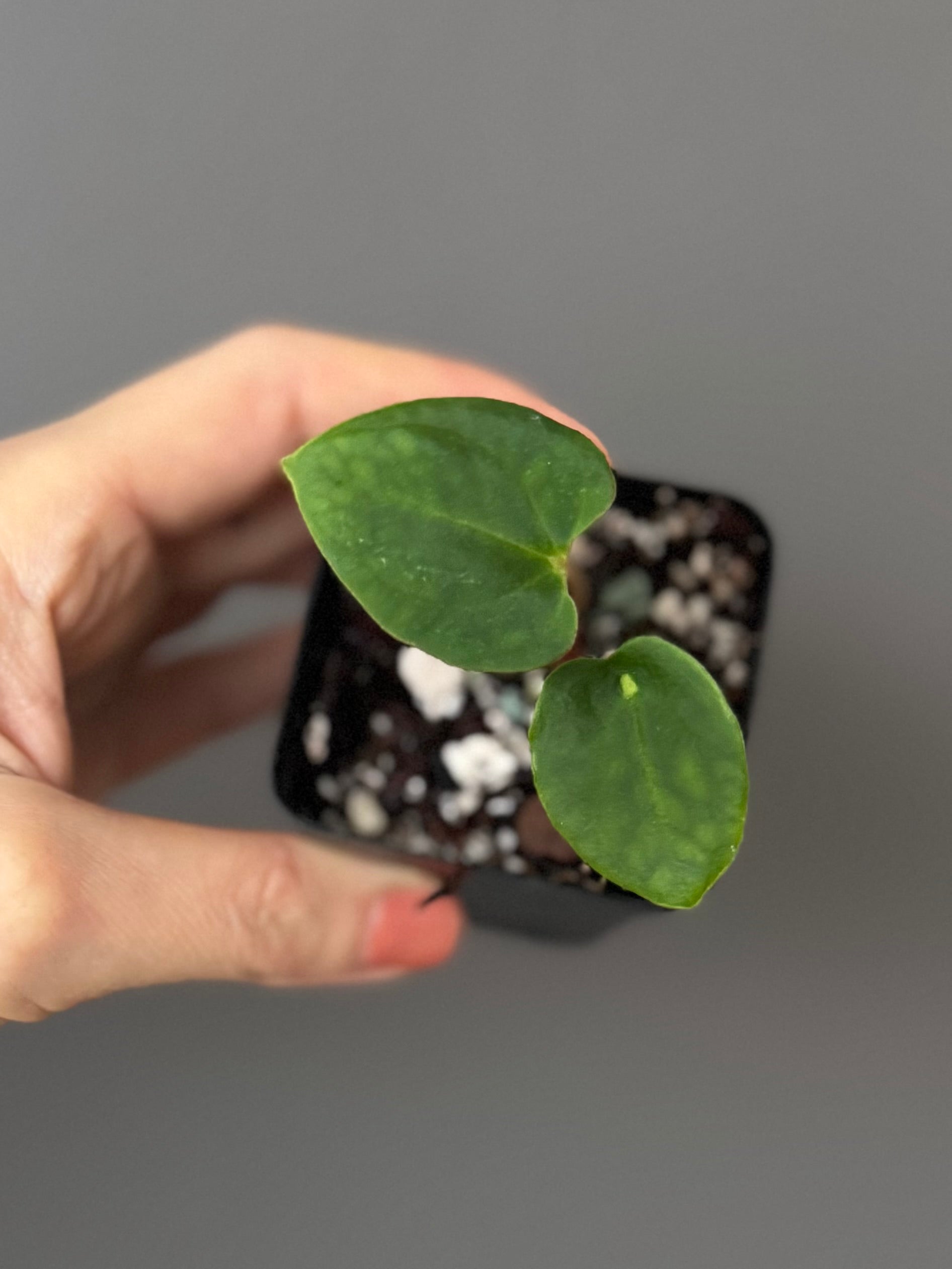 Anthurium Black Besseae aff. x BVEP (Chahrazade)