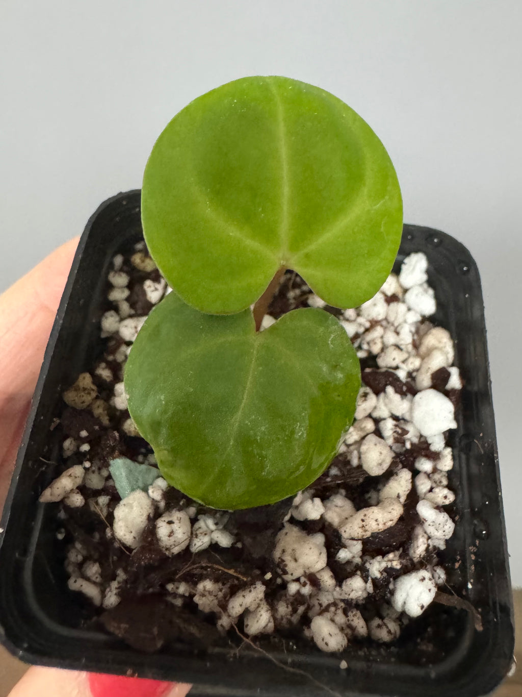 Anthurium Indo dressleri xself