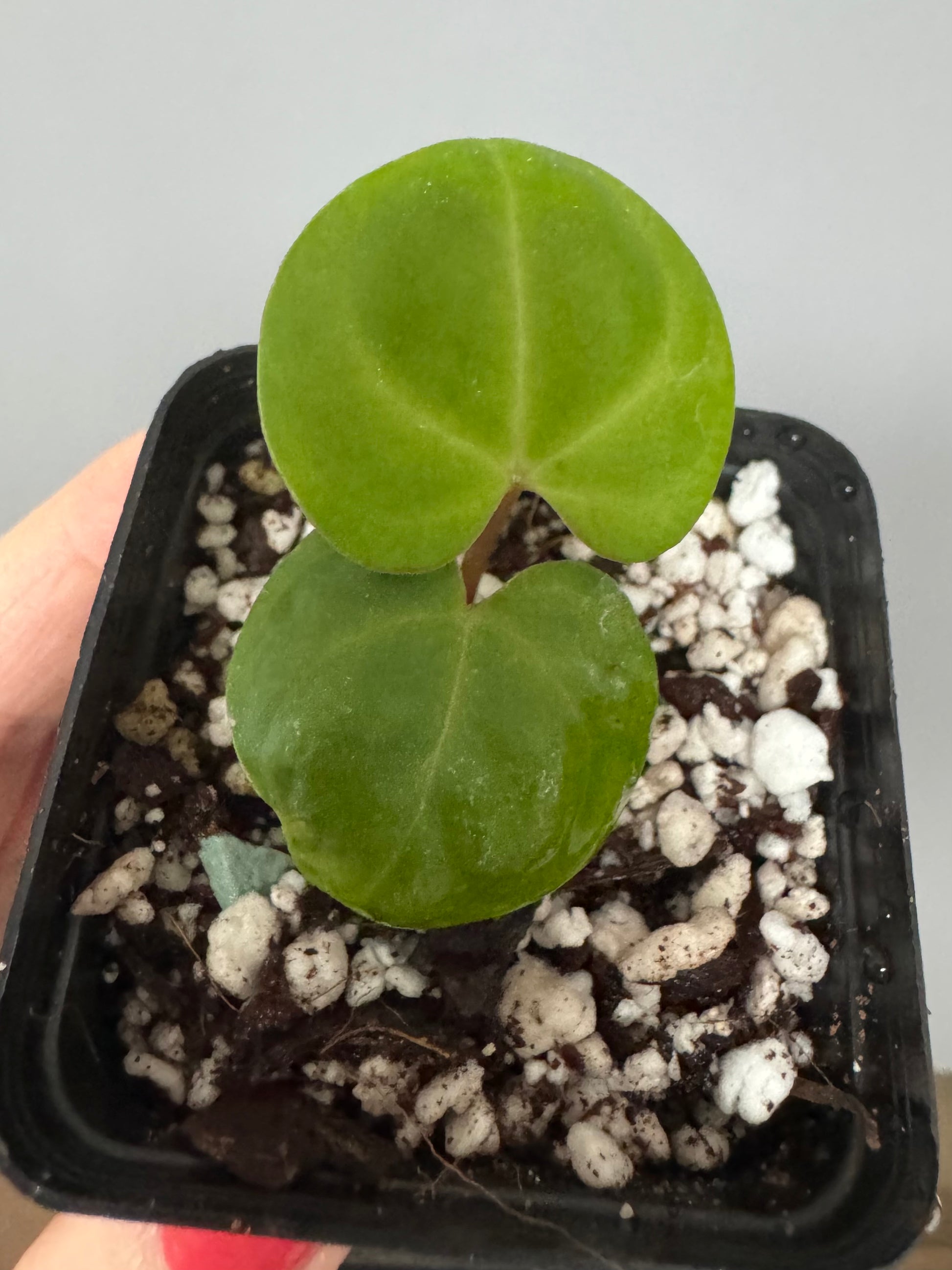 Anthurium Indo dressleri xself