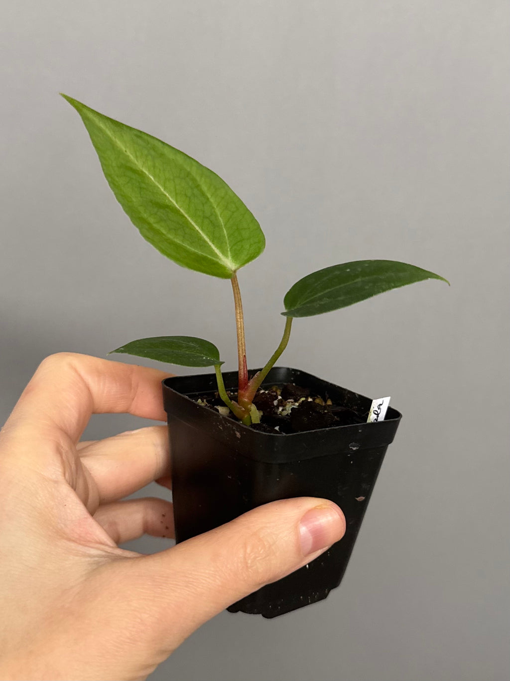 Anthurium (PapillilaminumX x (KOS x Silver Blush)) X (NSE Red Crystallinum x carlablackiae)