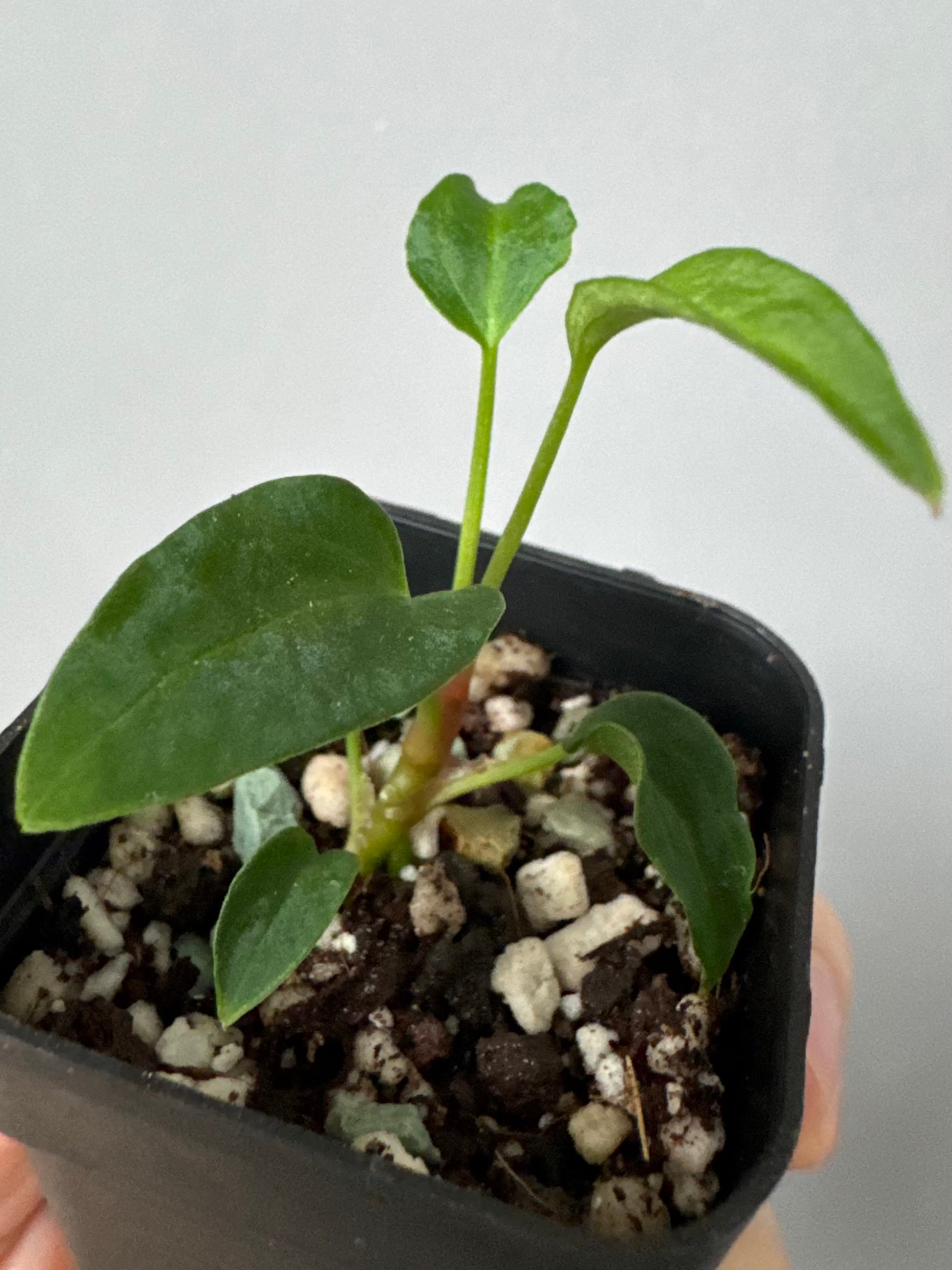 Anthurium ((magnificum x crystallinum) x NoID) X Papillilaminum - mutation 1