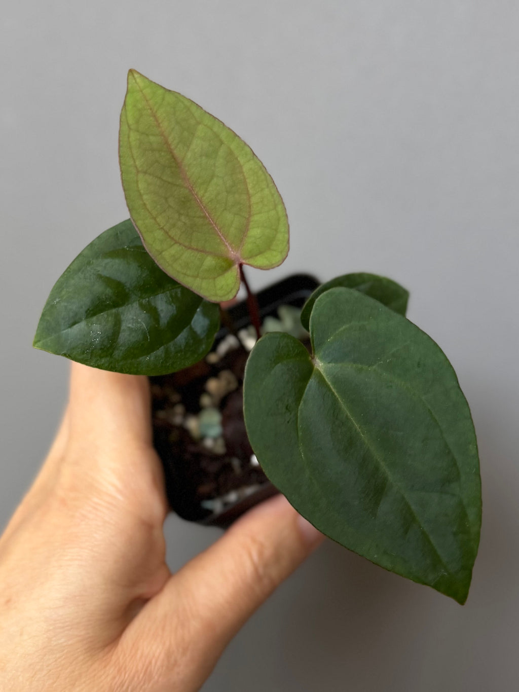 Anthurium (AOS x Carla) x RVDP