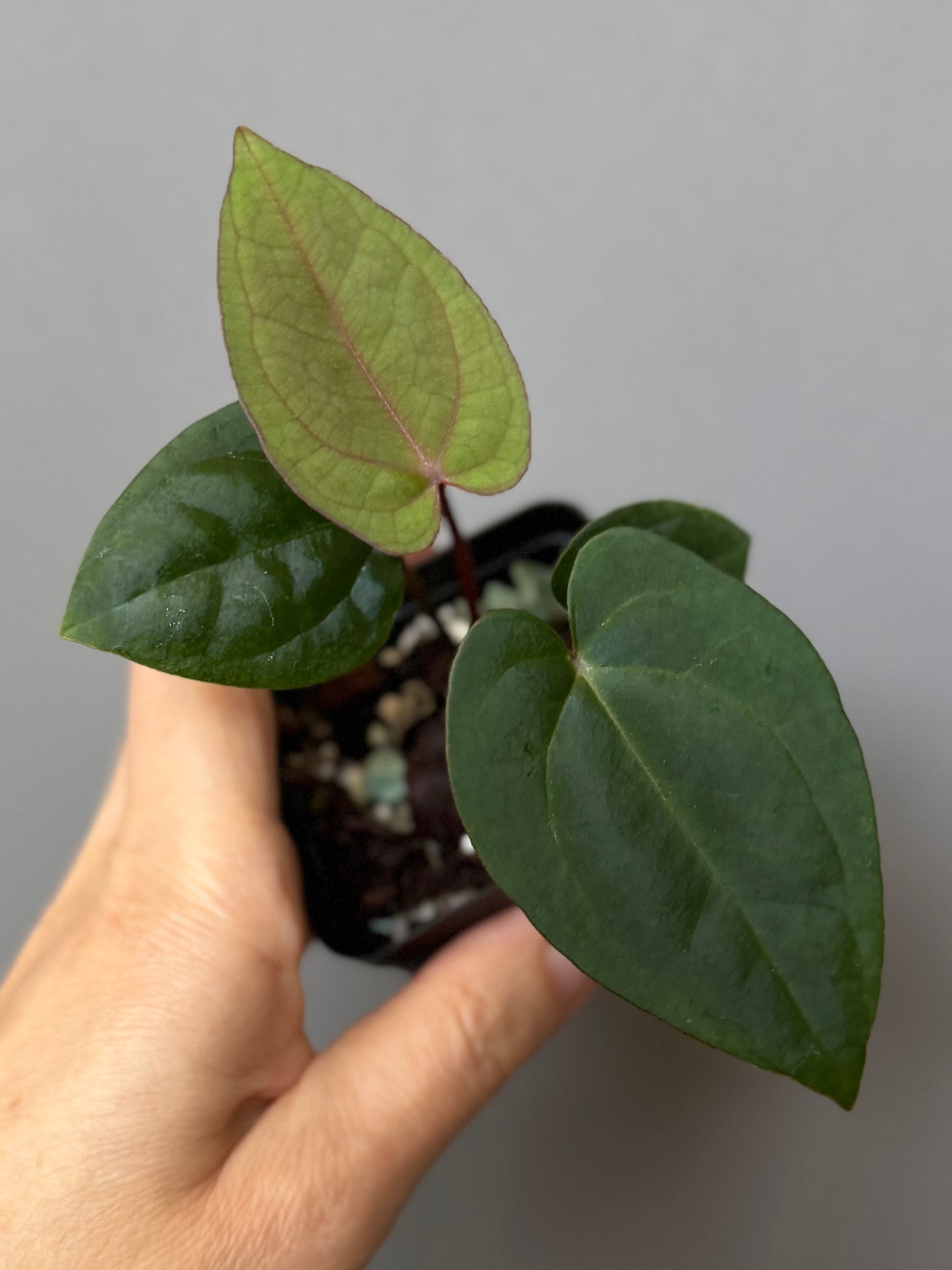 Anthurium (AOS x Carla) x RVDP