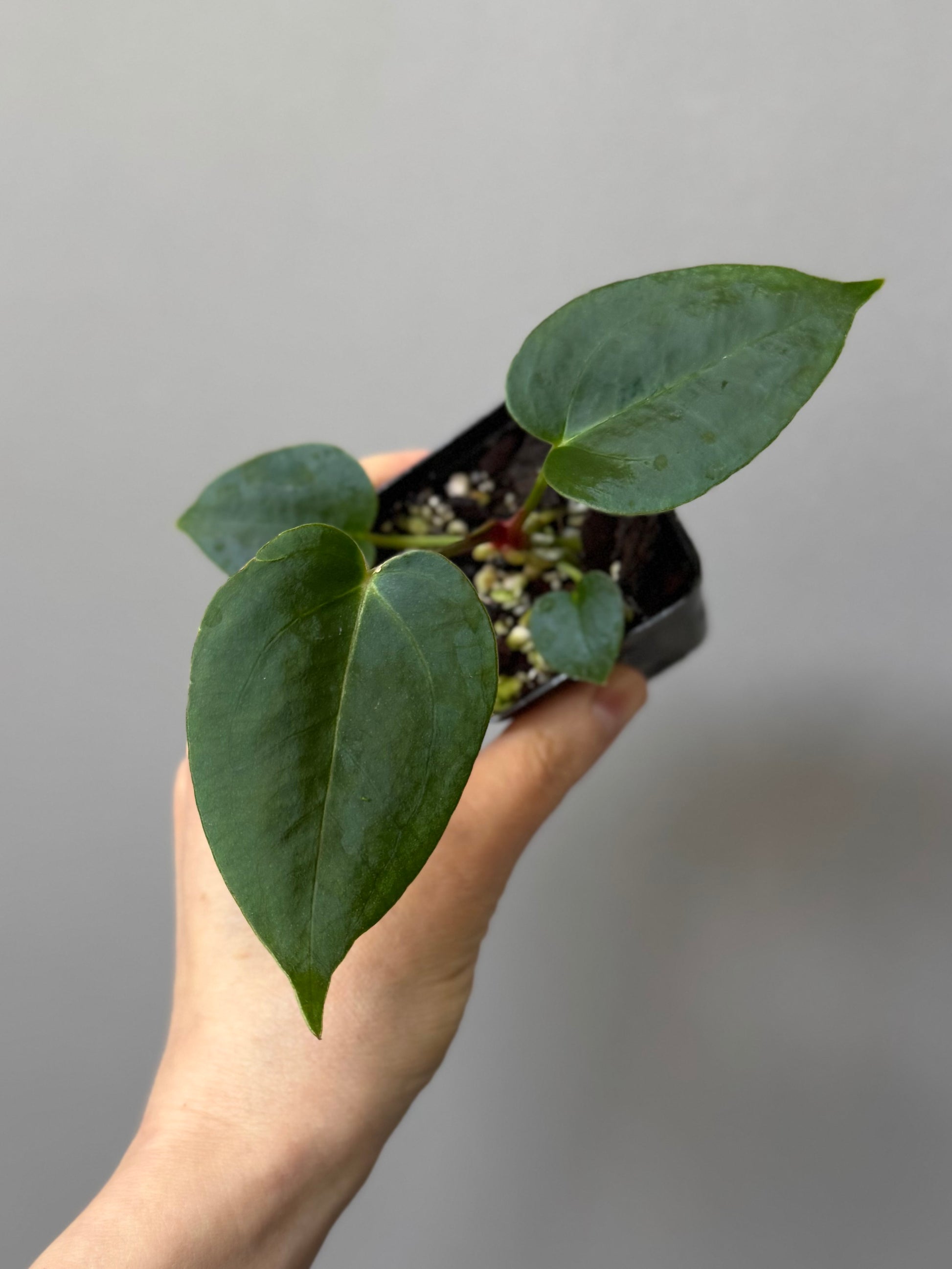 Anthurium (PapillilaminumX x (KOS x Silver Blush)) X (NSE Red Crystallinum x carlablackiae) seedling