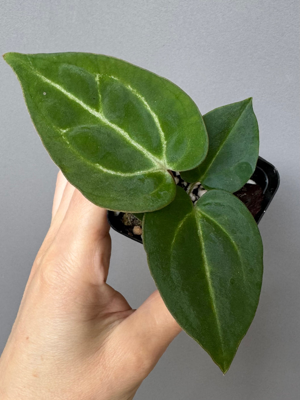 Anthurium crystallinum x (NSE Red Crystallinum x Carlablackiae)