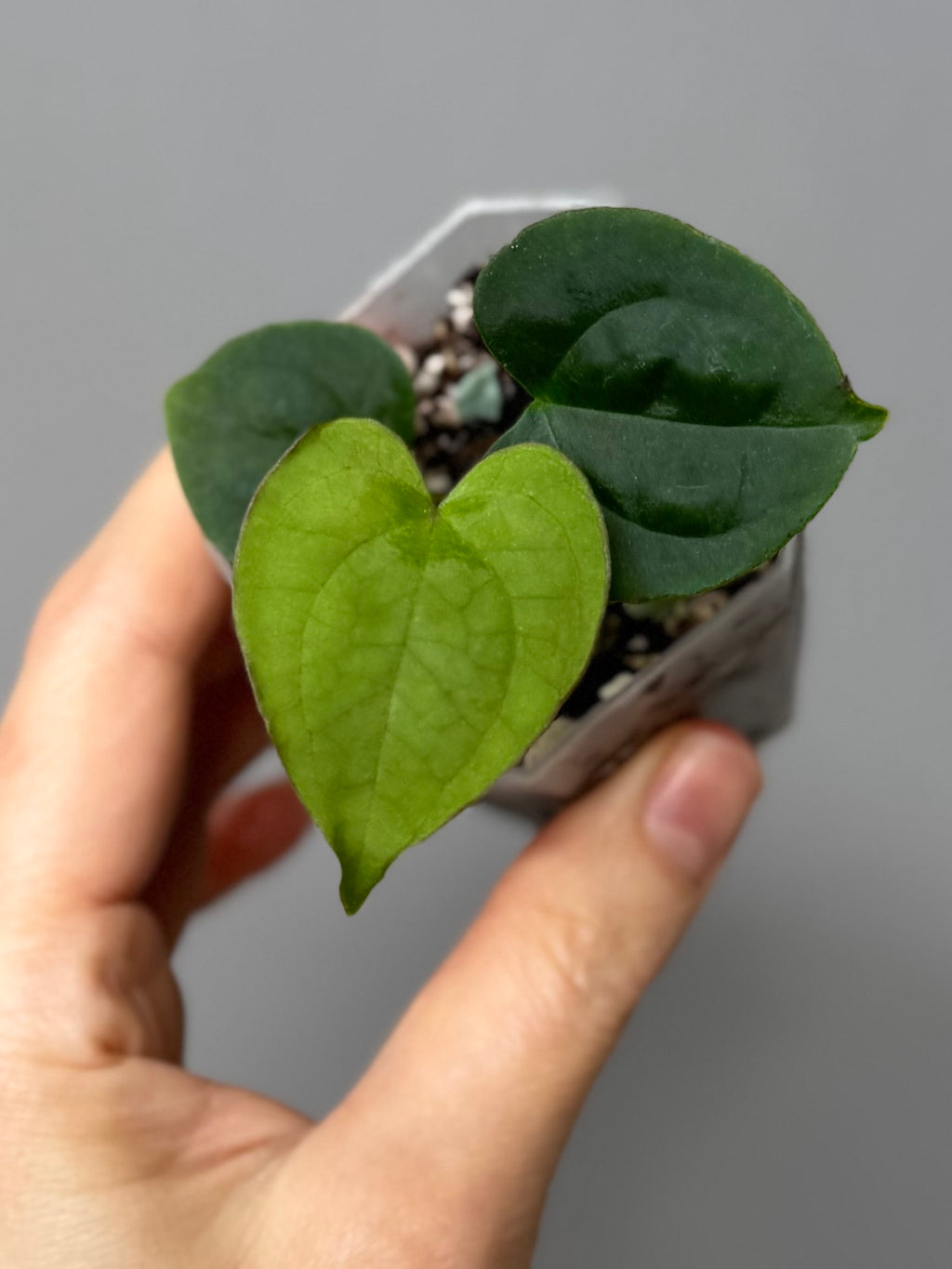 Anthurium Besseae aff. x RVDP