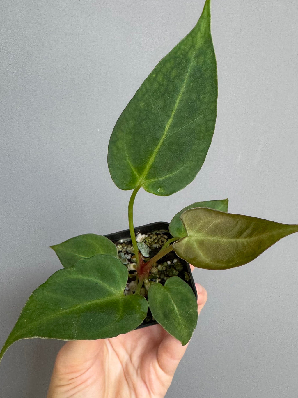 Anthurium (Magnificum x Crystallinum) x NoID