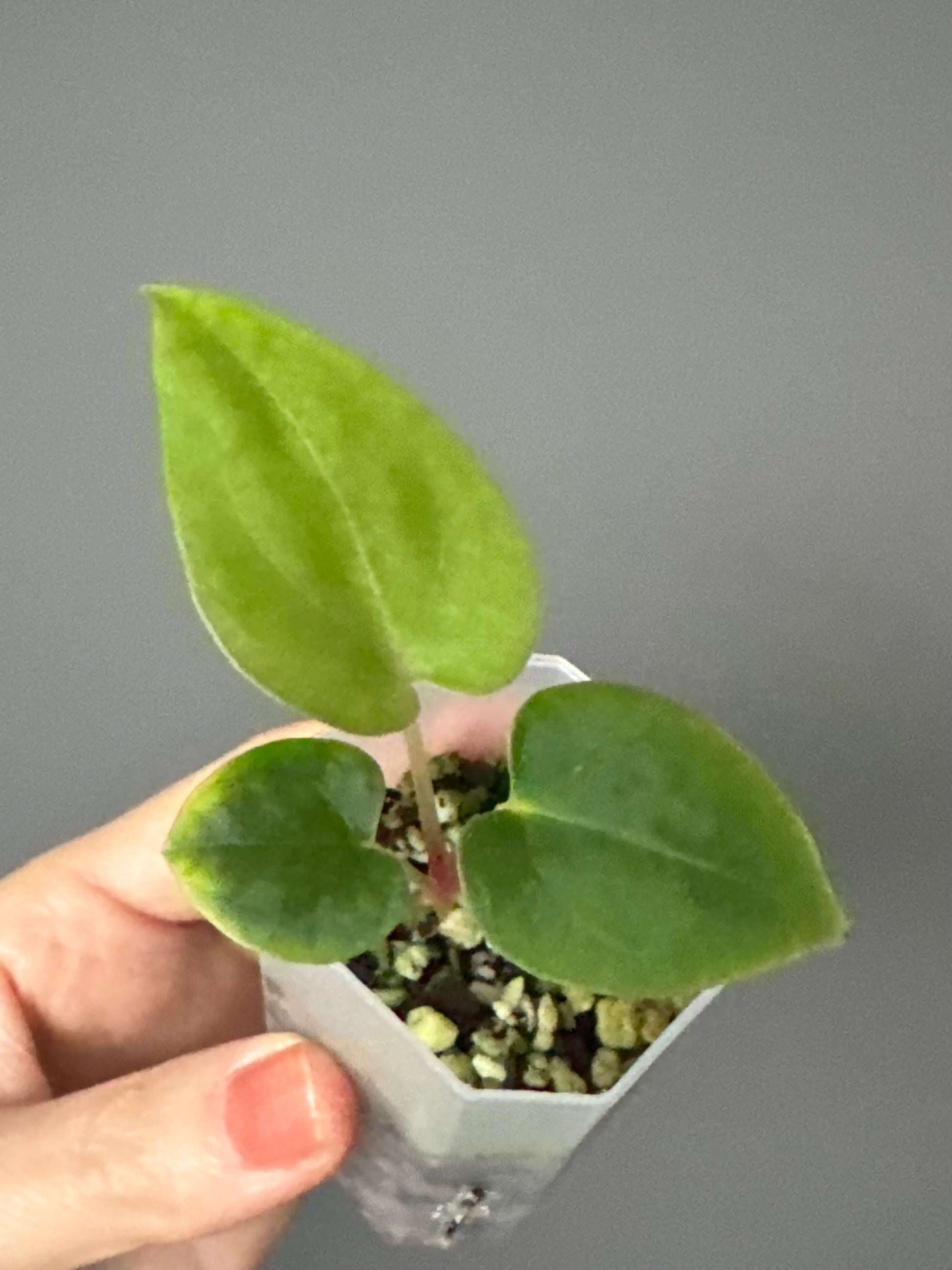 Papillilaminum K1xT5 #1