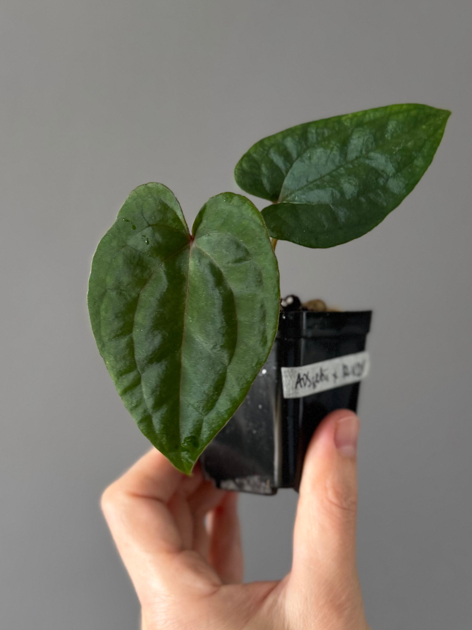 Anthurium (AOS x forgetii) x RVDP