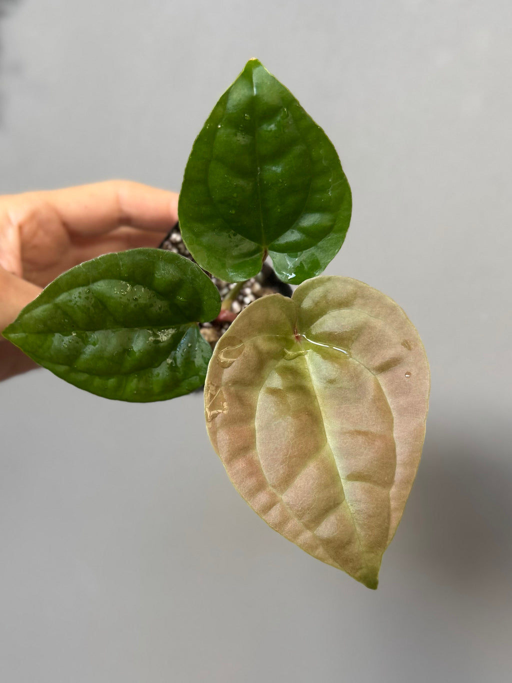 Anthurium Besseae aff. x luxurians