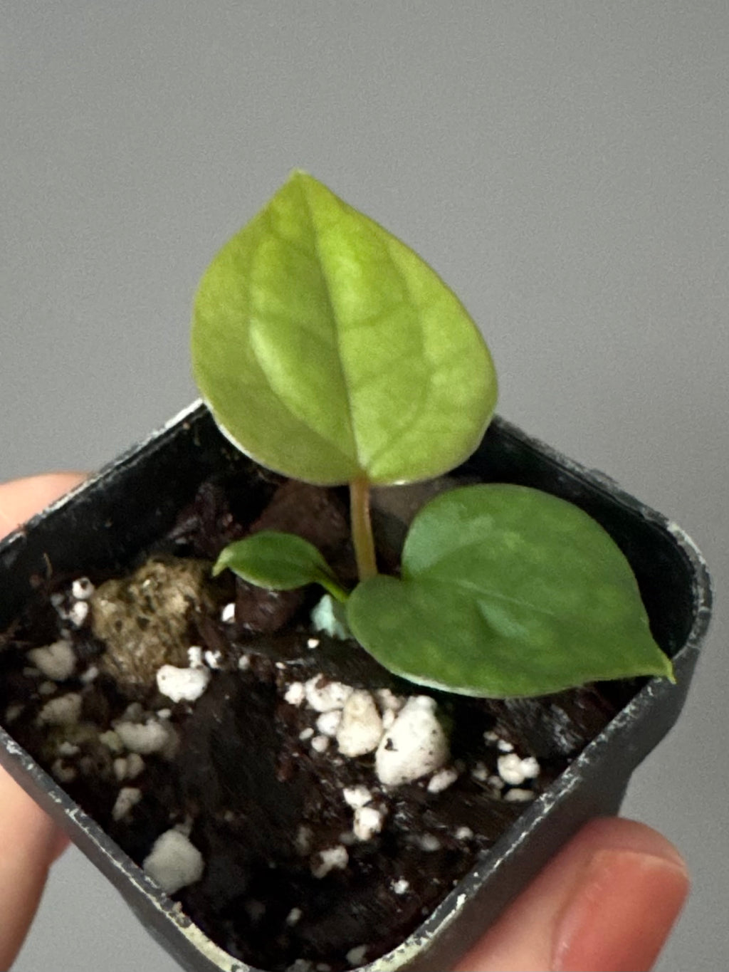 Anthurium (luxurians x forgetii) x besseae aff. (#1)