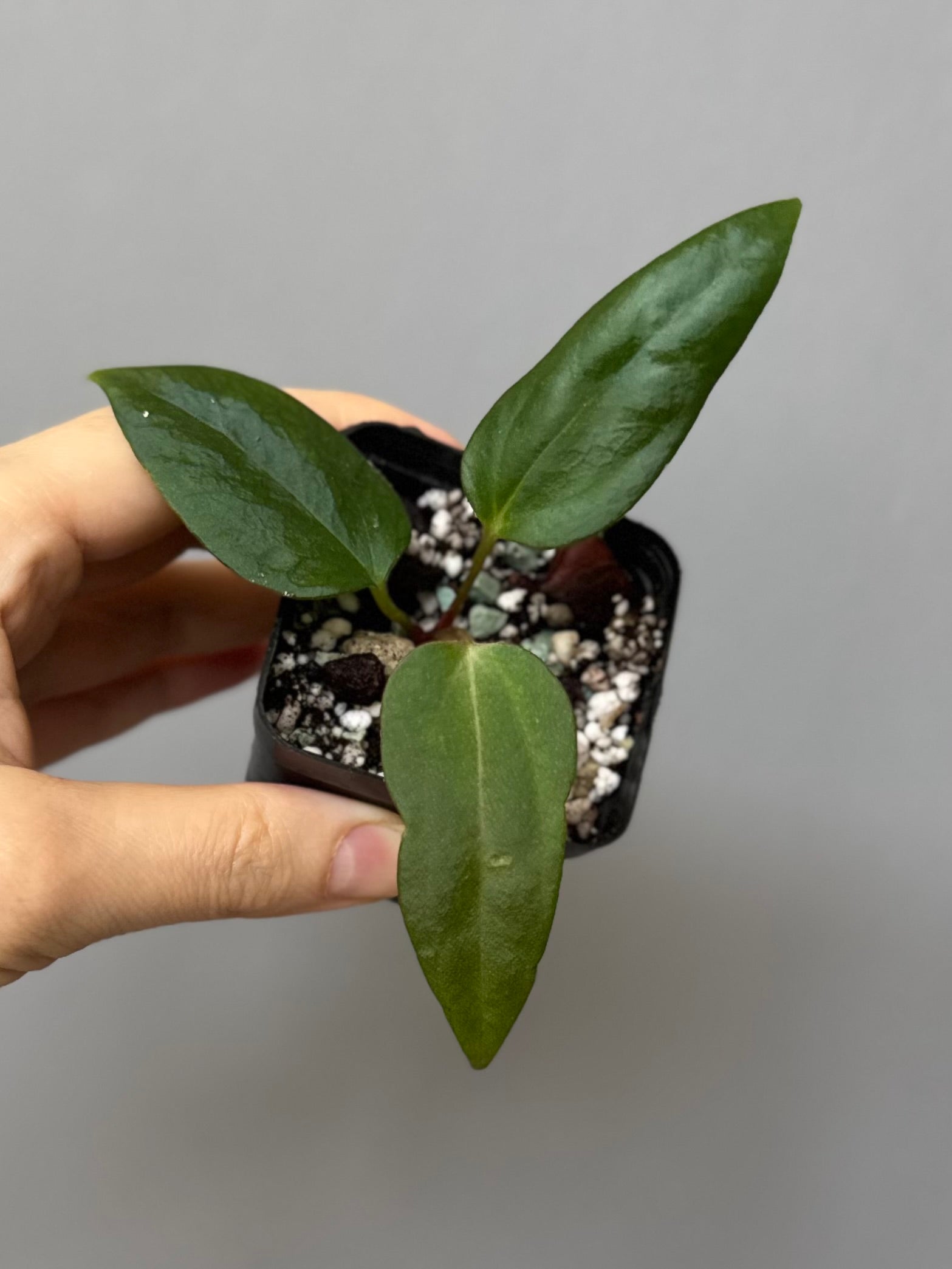 Anthurium portillae (NSE x Dorito) by max_aroids