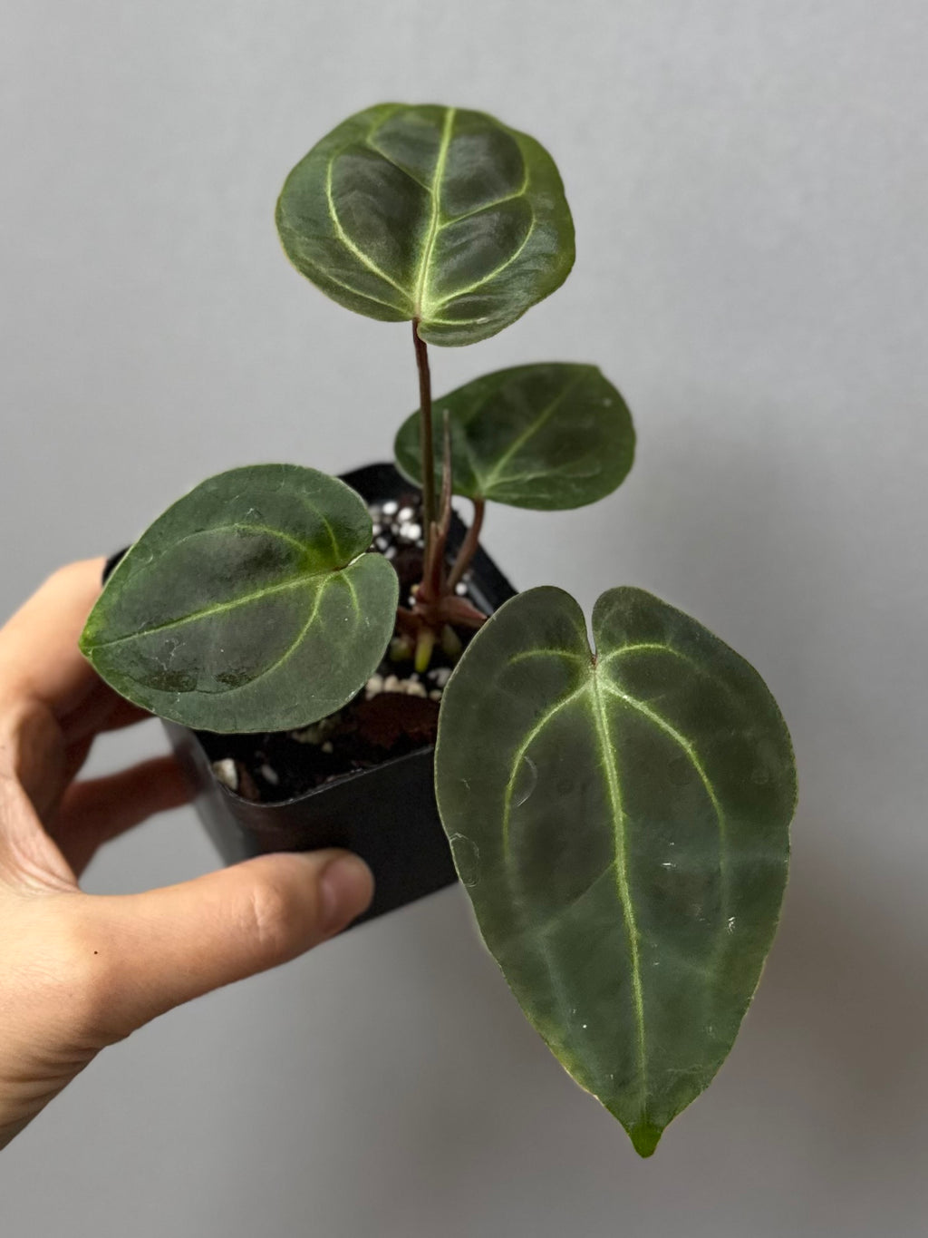 Anthurium Besseae aff. (#1)