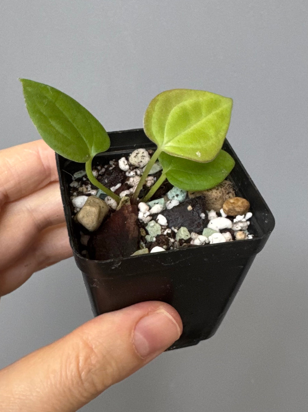 Anthurium BVEP ‘Laila’ x AOS df Tezula