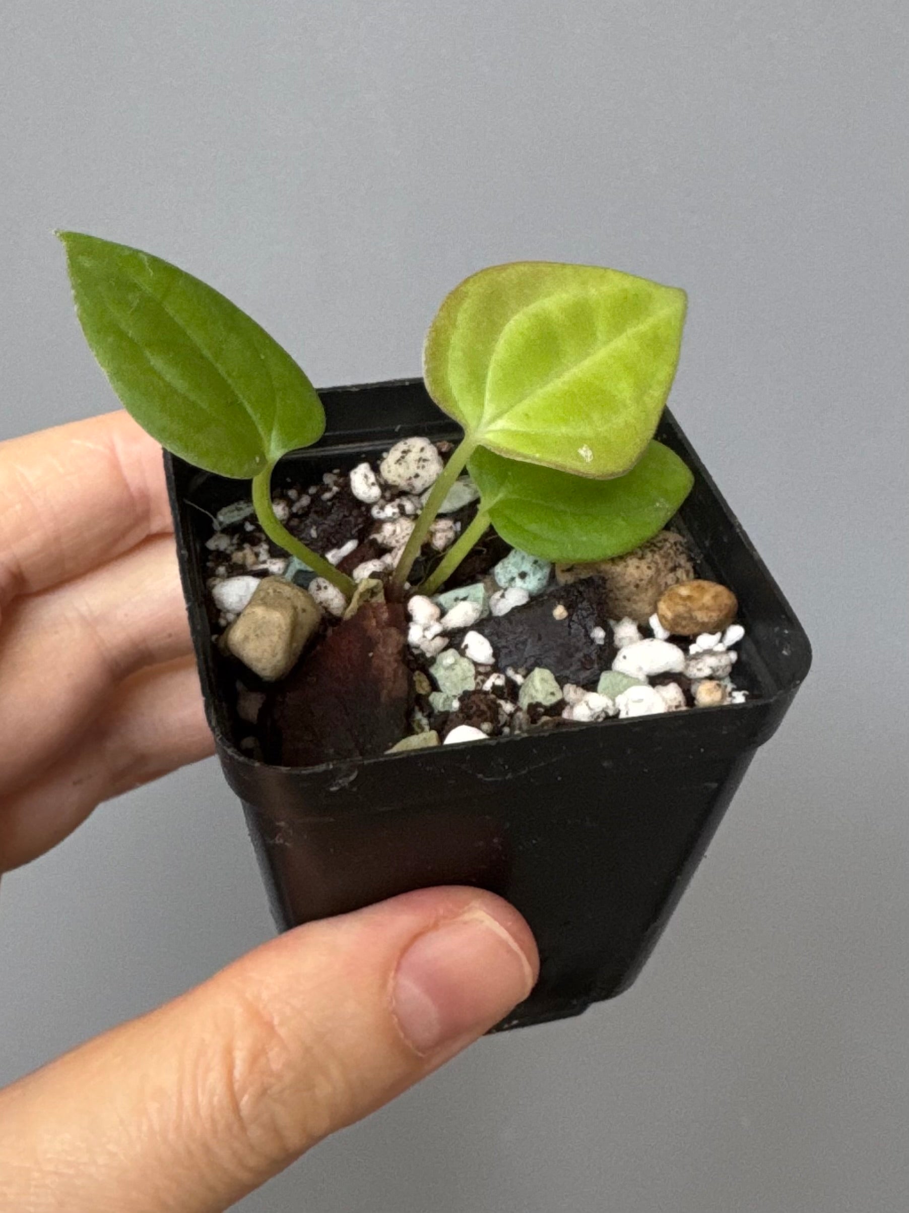 Anthurium BVEP ‘Laila’ x AOS df Tezula