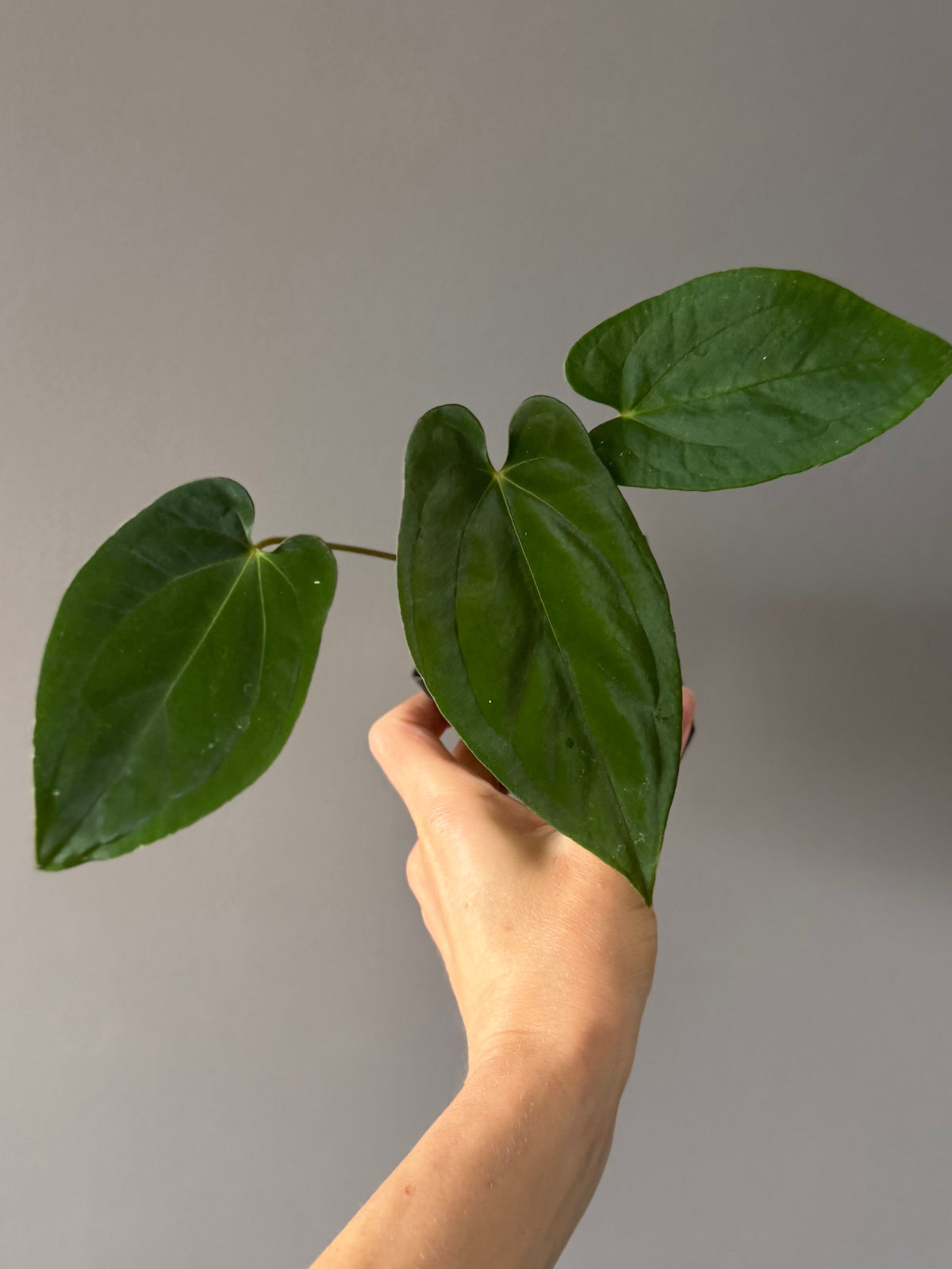 Anthurium (BVEP x portillae ‚Dorito‘) X papillilaminum H1 (by 4aroids)
