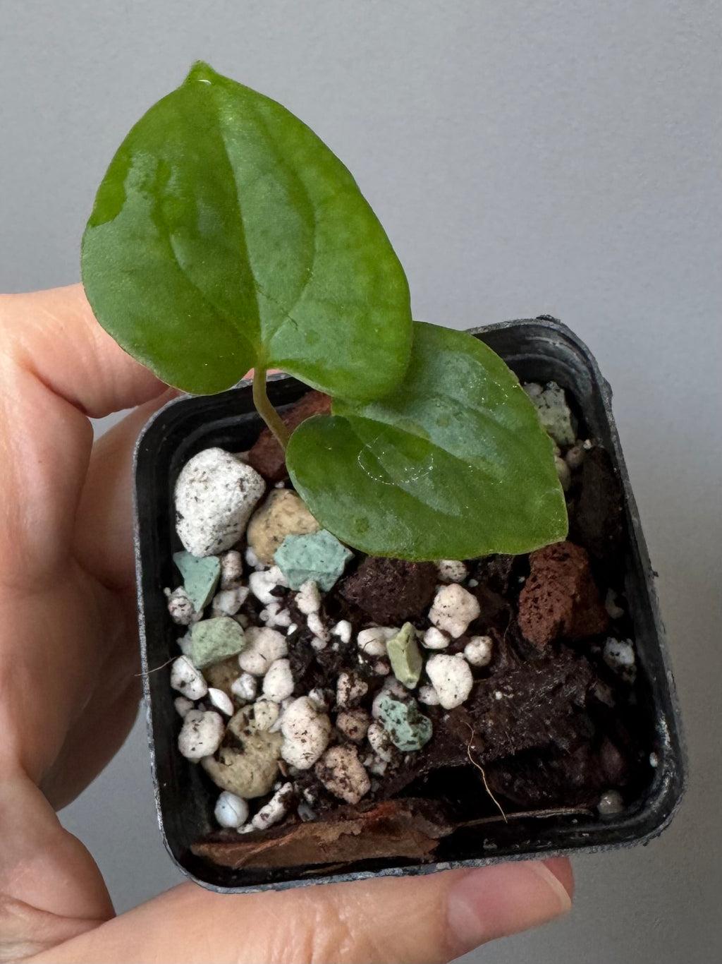 Anthurium papillilaminum Fort Sherman x RVDP (FSxRVDP)