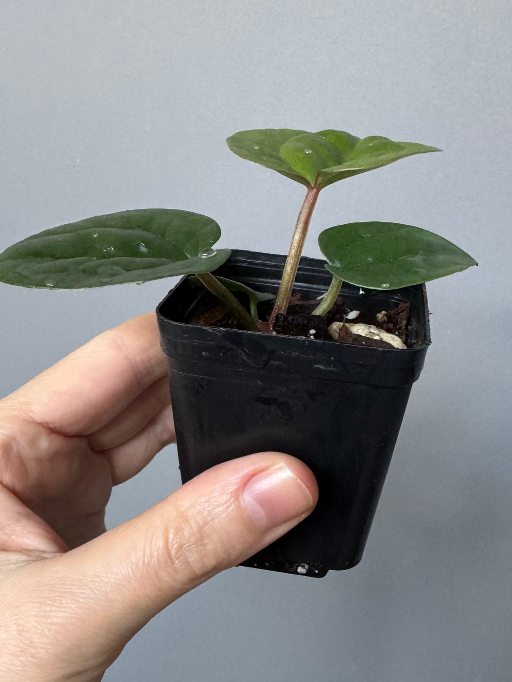 Anthurium ZxM x luxurians