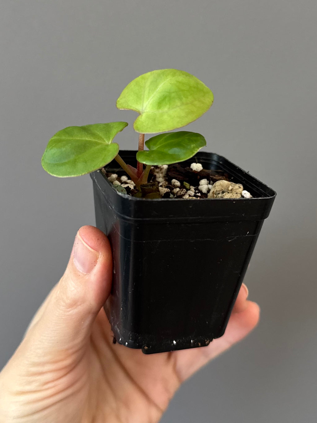 Anthurium Indo dressleri xself