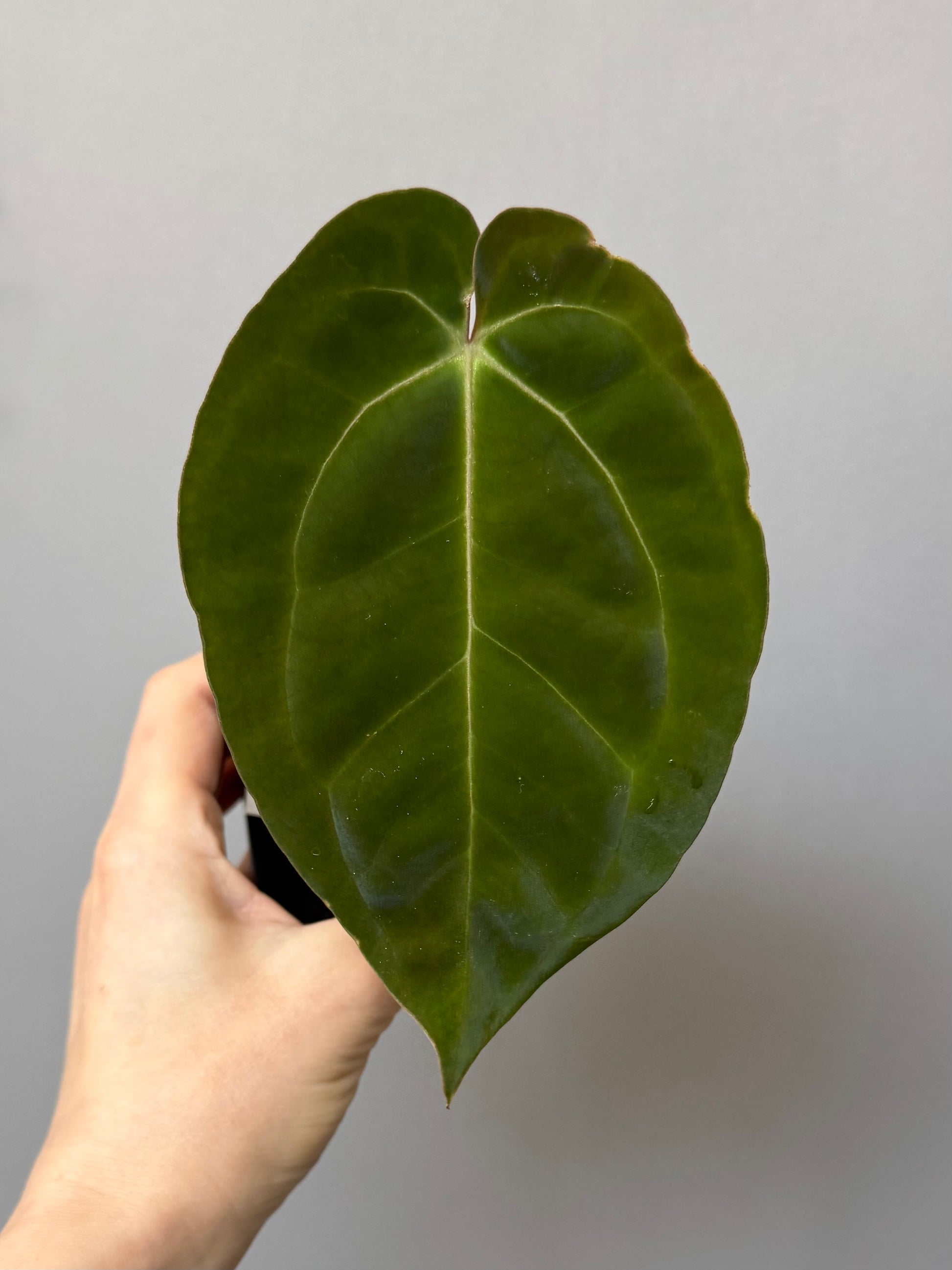 Anthurium papillilaminum x besseae aff.