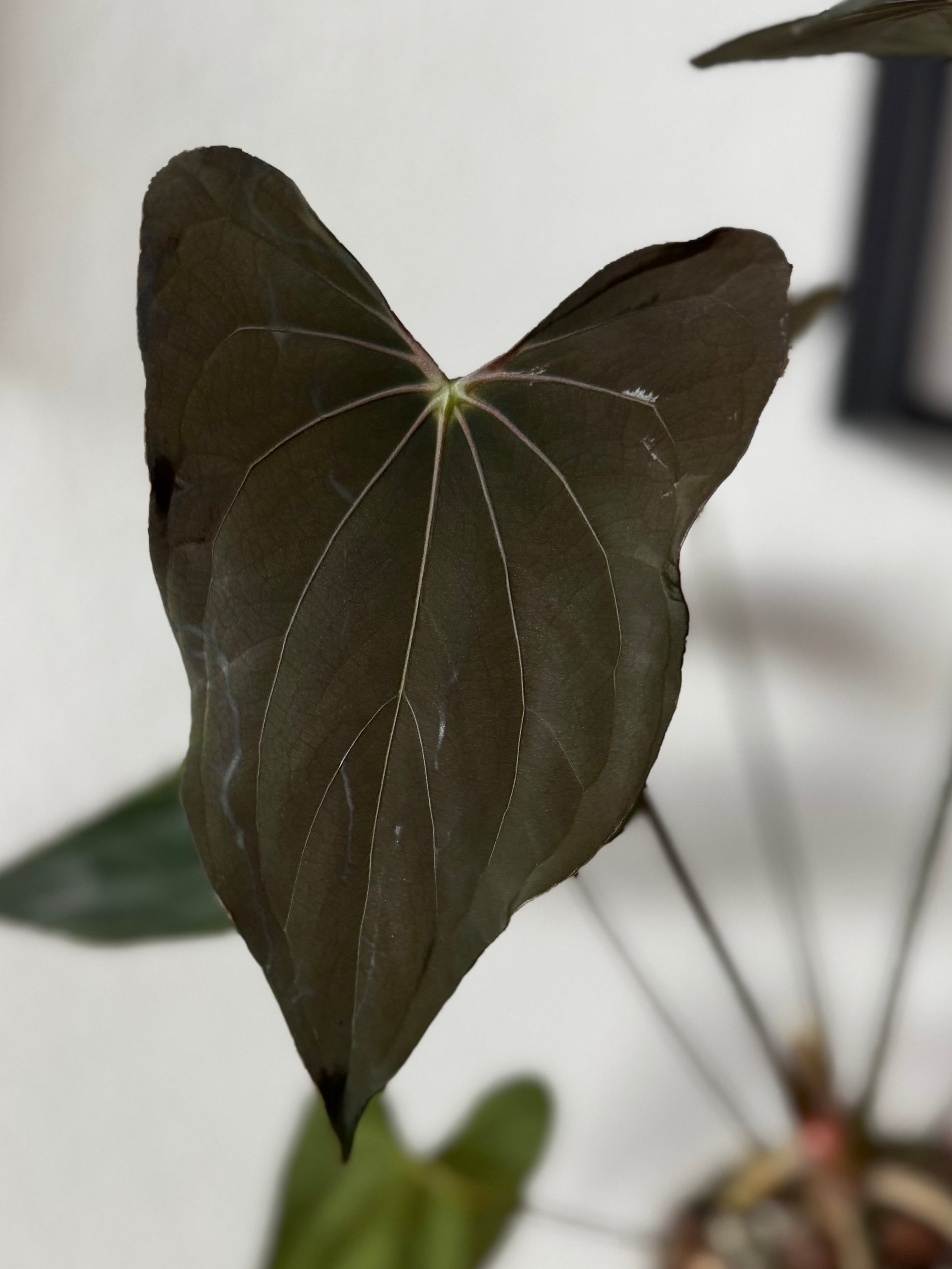 Anthurium ((papillilaminum Ralph Lynam x Fort Sherman) x carlablackiae) X RVDP