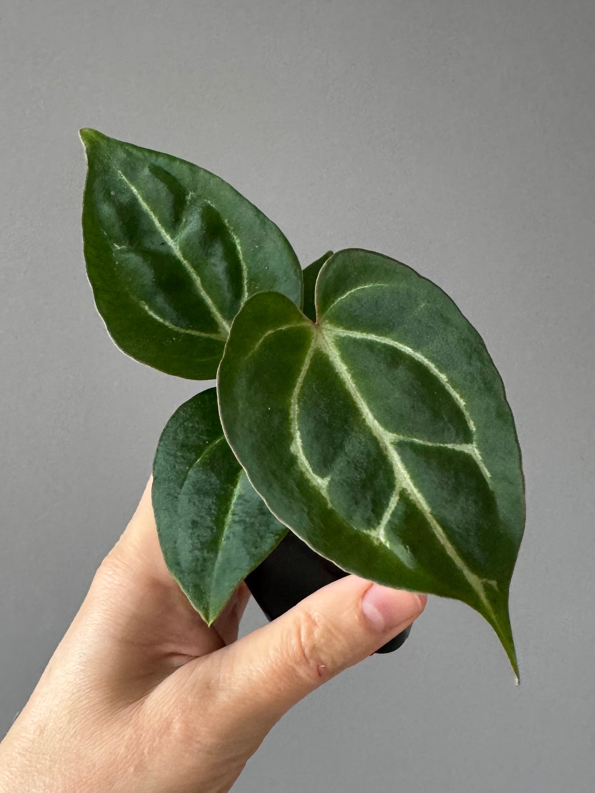 Anthurium crystallinum x (NSE Red Crystallinum x Carlablackiae)