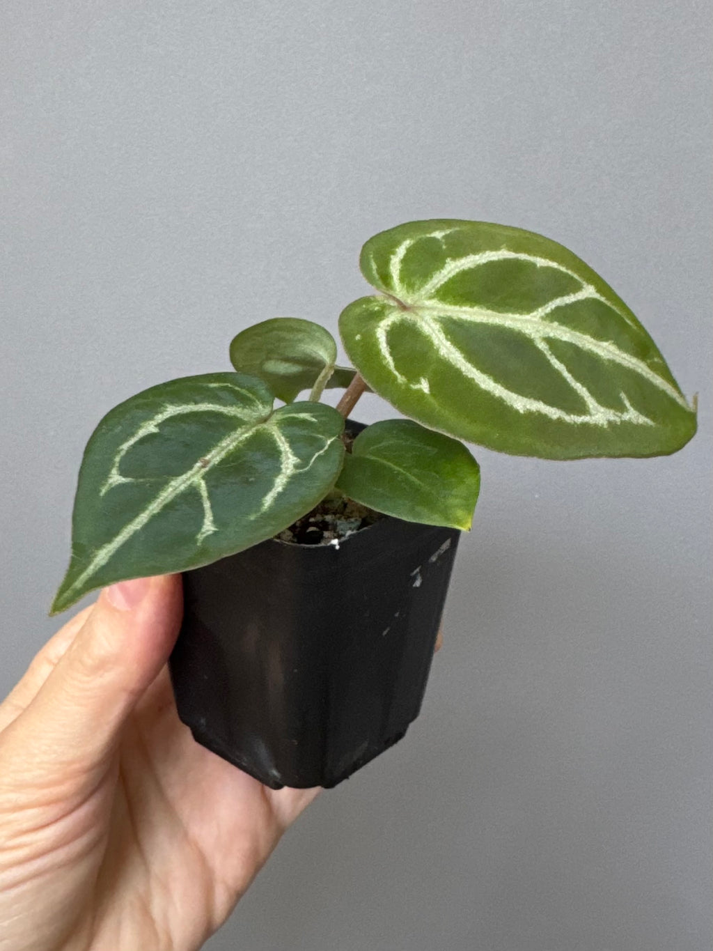 Anthurium Silver Blush x Michelle
